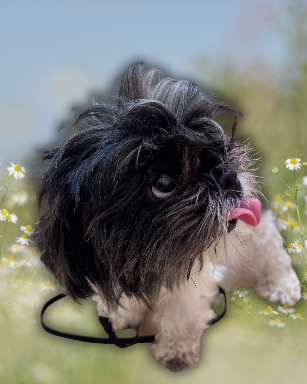 Enlarge Goldie Oreo, a Adopted Shih Tzu in Parkton, MD image 5/6
