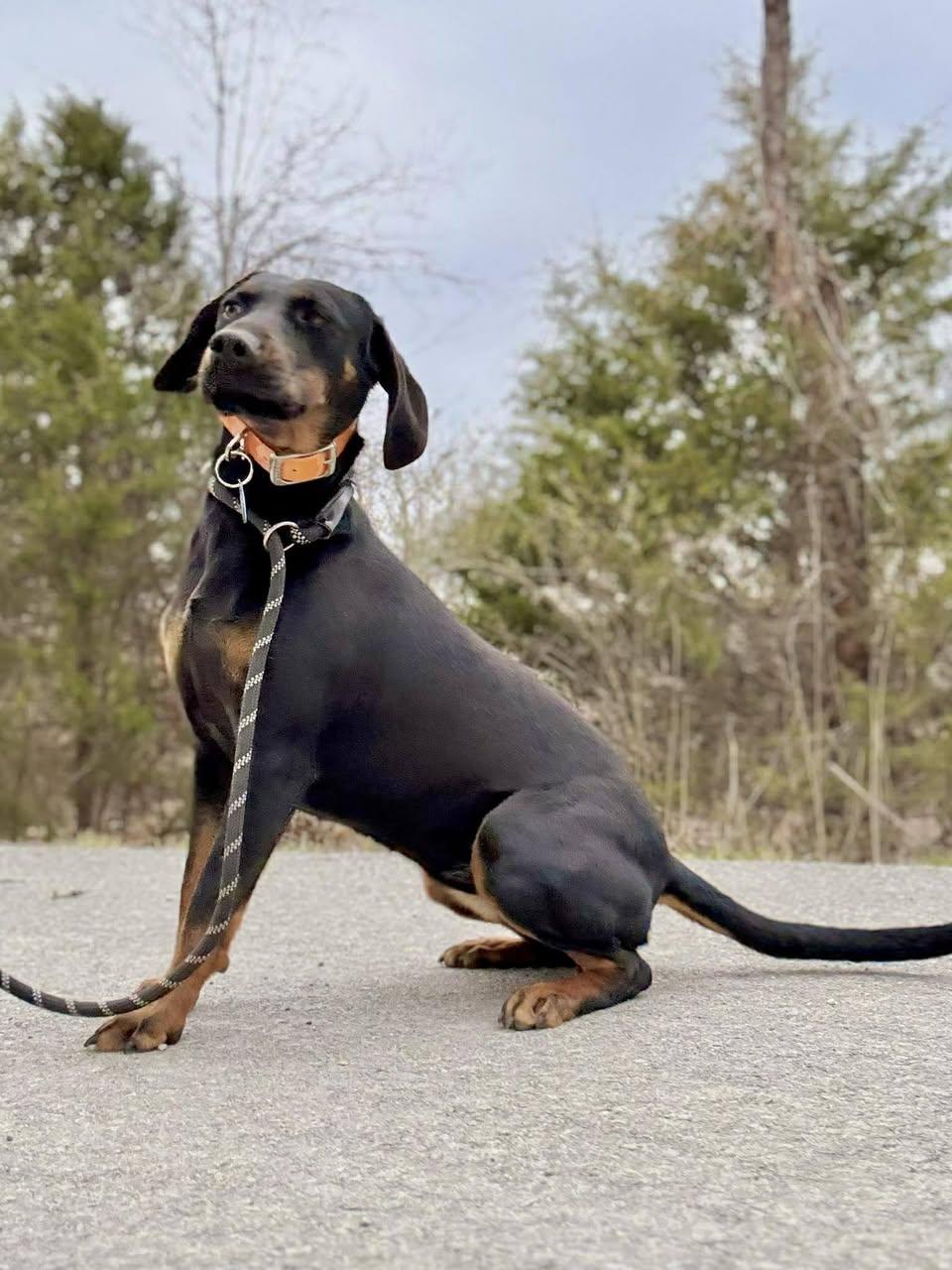 ANNABELLE, ADOPTABLE, Young Female Bloodhound.