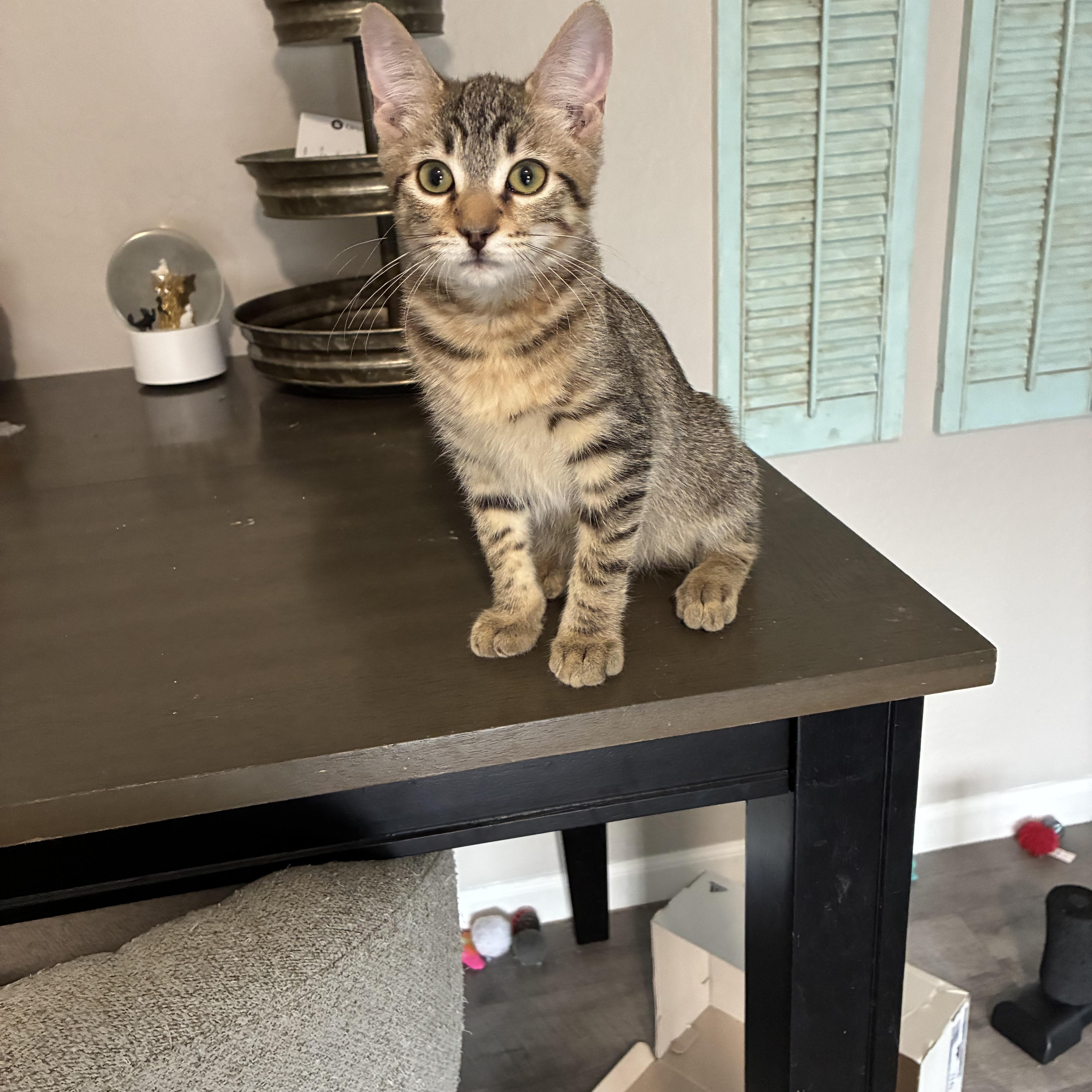 Enlarge Pooh, a Adoptable Domestic Short Hair in queen creek, AZ image 3/3