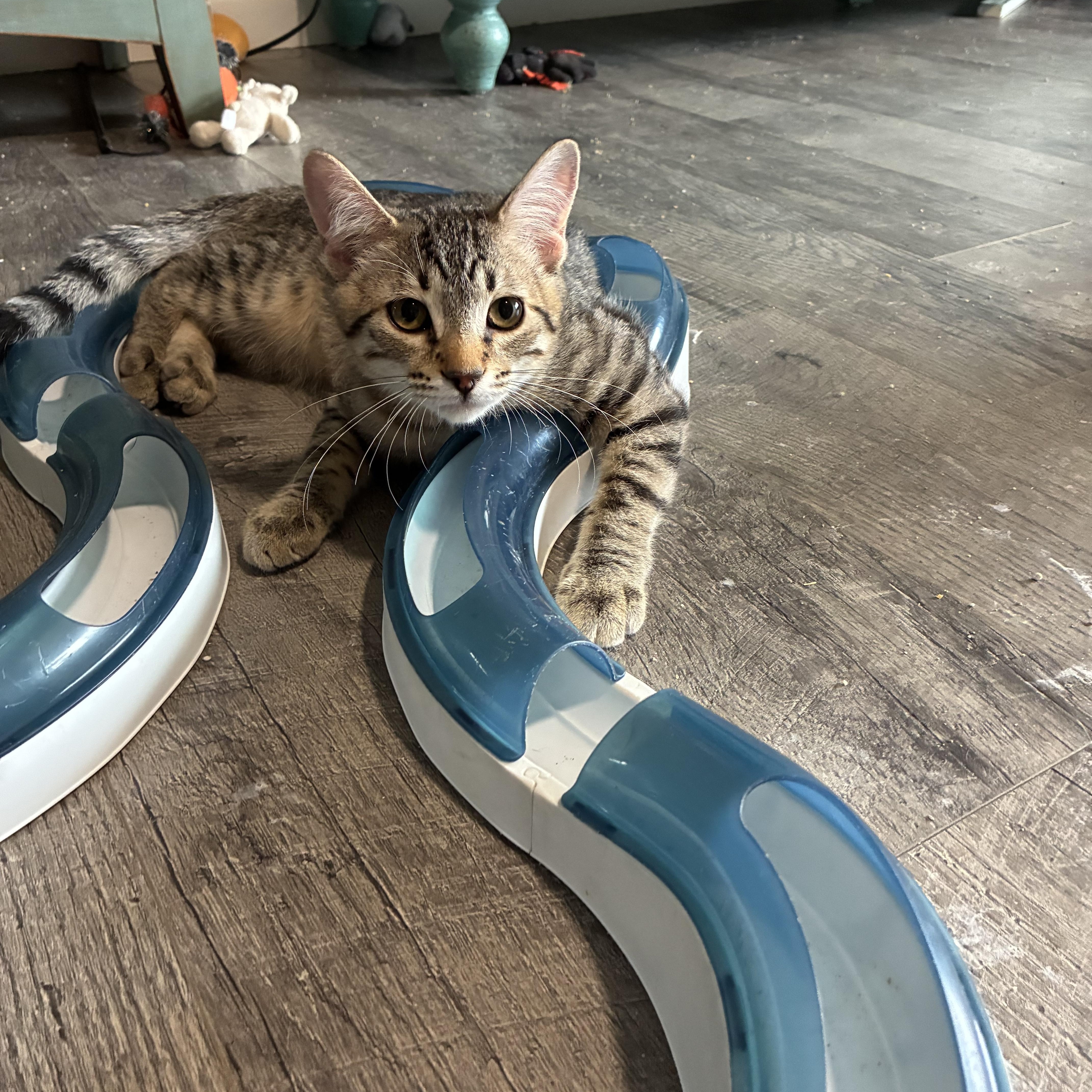 Enlarge Pooh, a Adoptable Domestic Short Hair in queen creek, AZ image 2/3