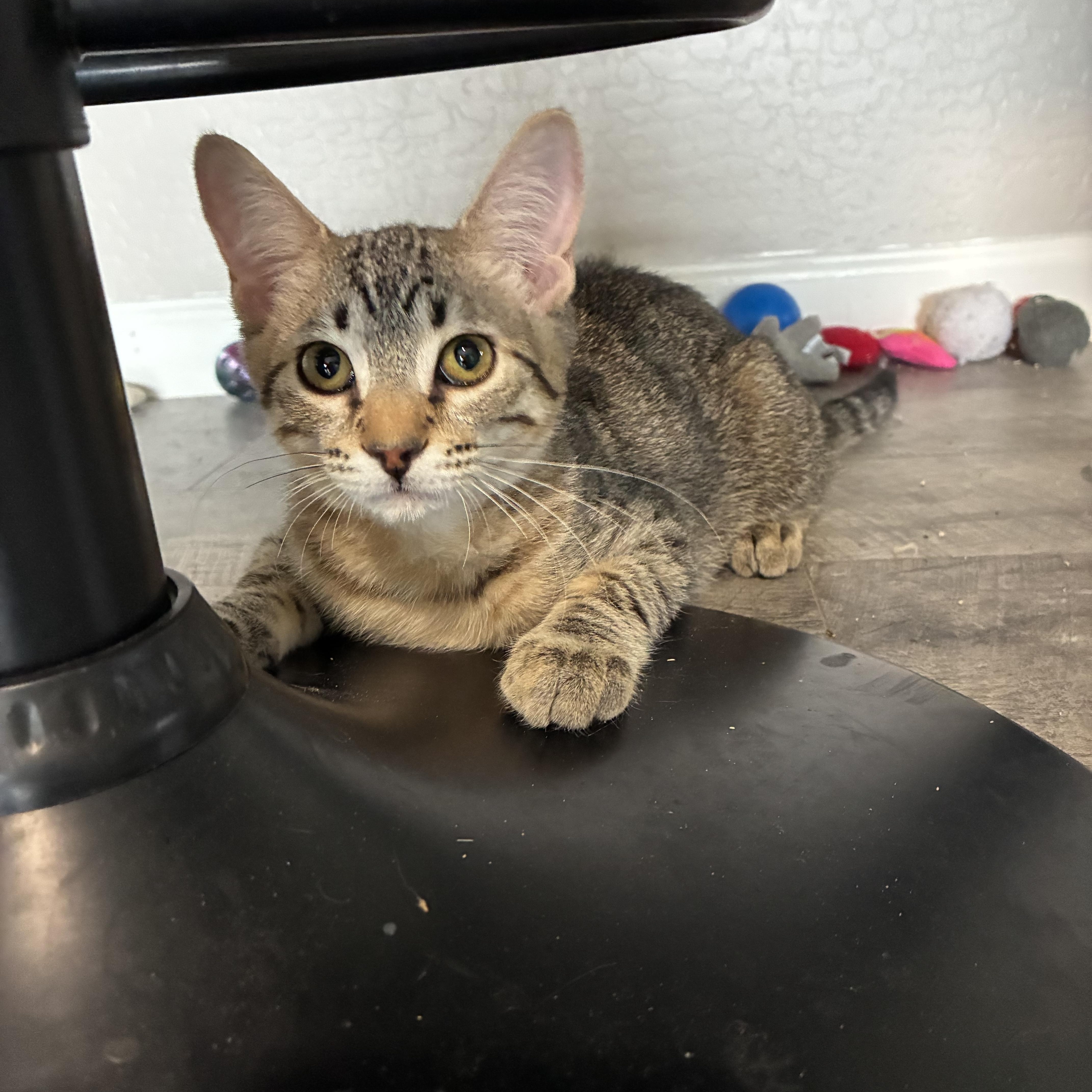 Enlarge Pooh, a Adoptable Domestic Short Hair in queen creek, AZ image 1/3