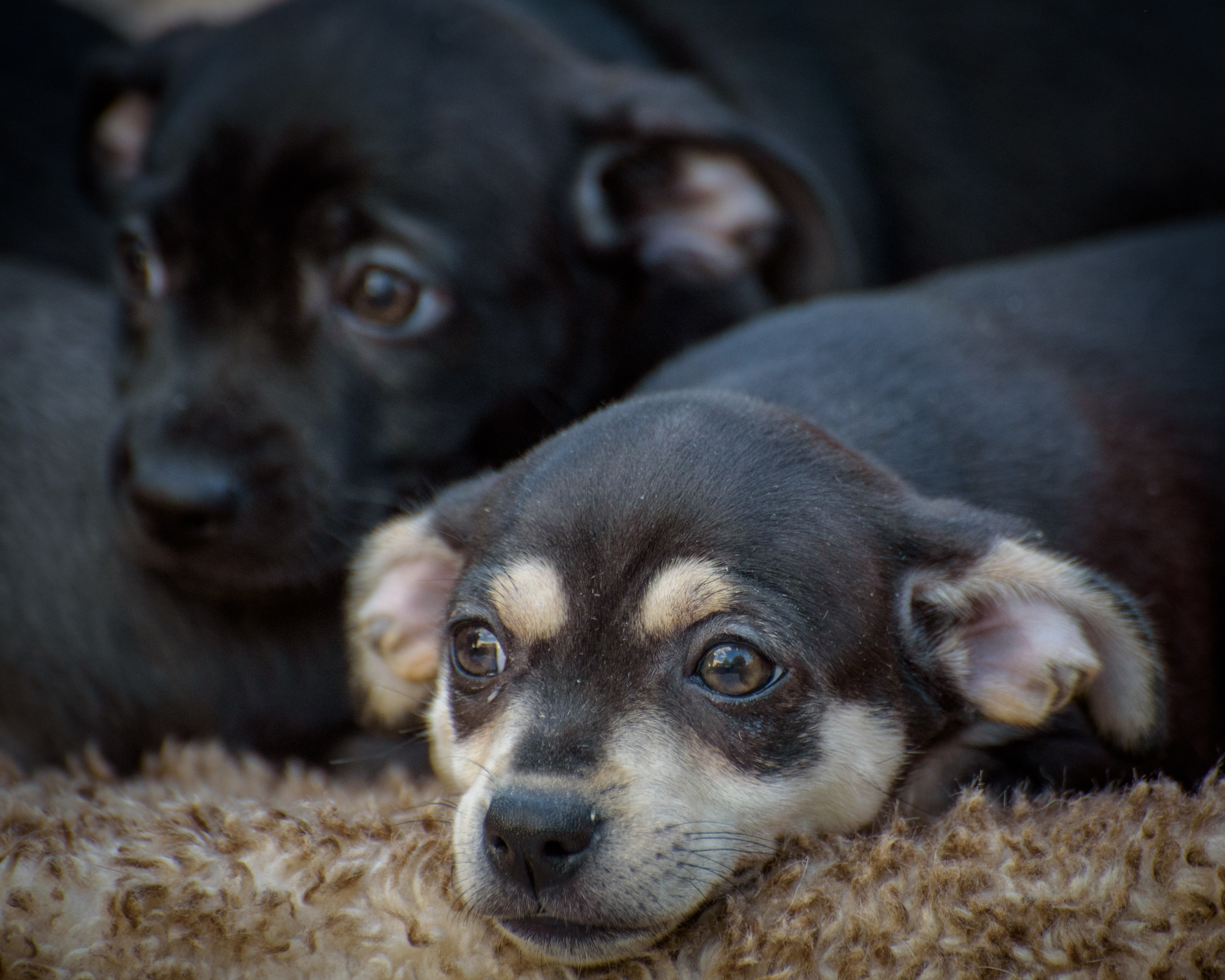 Dog for adoption Timmy, a Chiweenie in Lambertville, NJ Petfinder