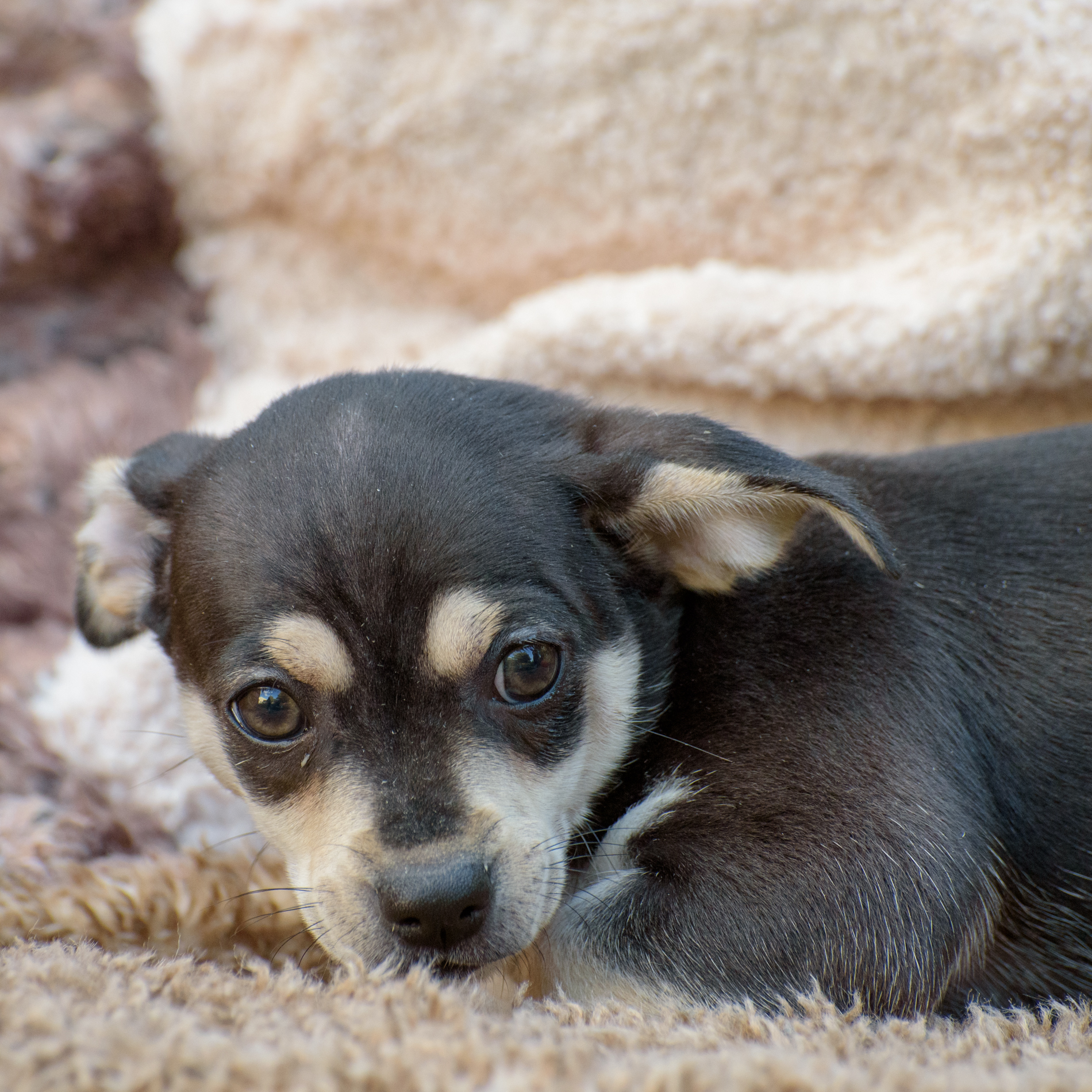 Dog for adoption Timmy, a Chiweenie in Lambertville, NJ Petfinder