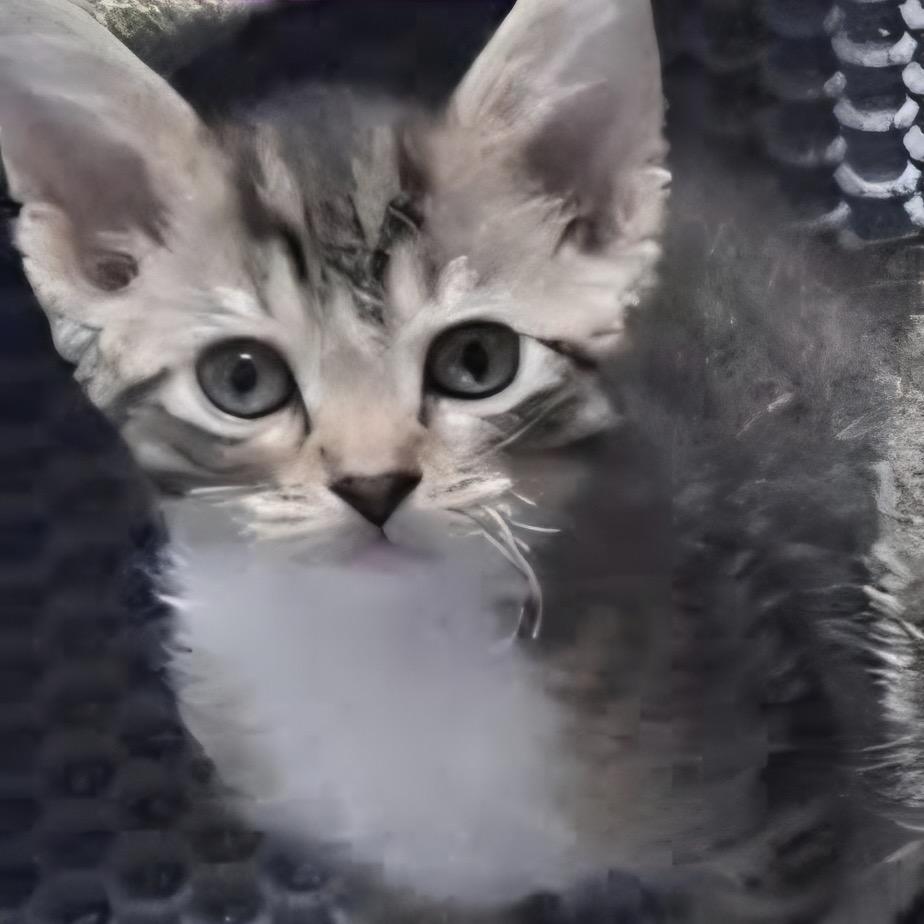 Enlarge Rosa, a Adoptable Domestic Short Hair in Lutz, FL image 1/2