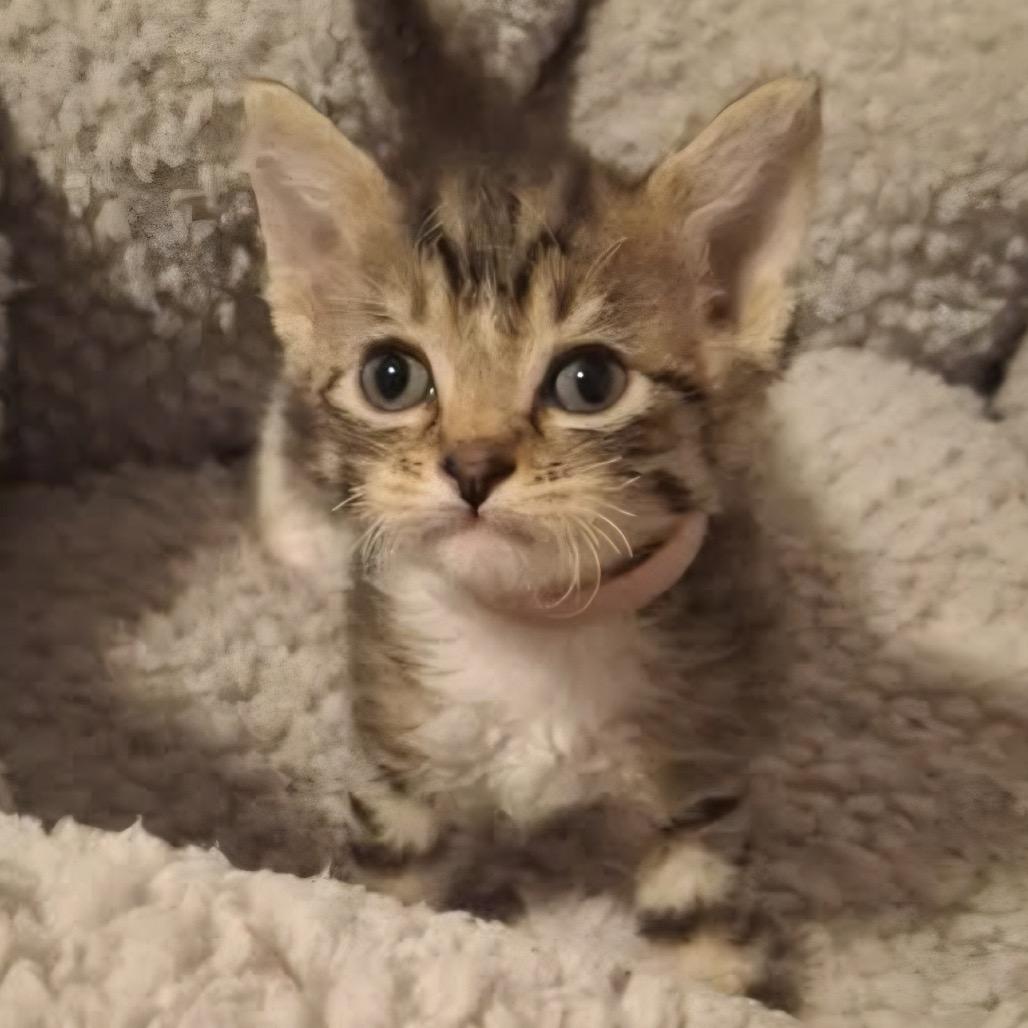 Enlarge Rosa, a Adoptable Domestic Short Hair in Lutz, FL image 2/2