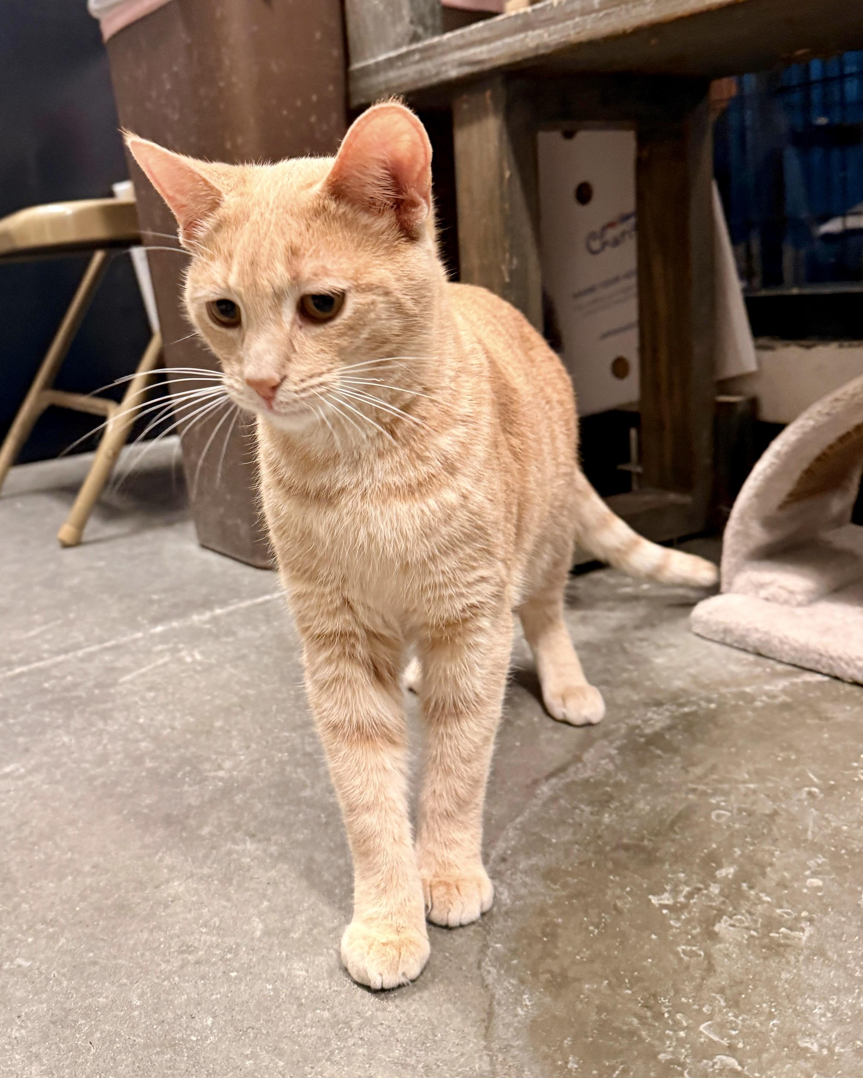 Malachite, a Adoptable Domestic Short Hair in San Juan Capistrano, CA image 1/5