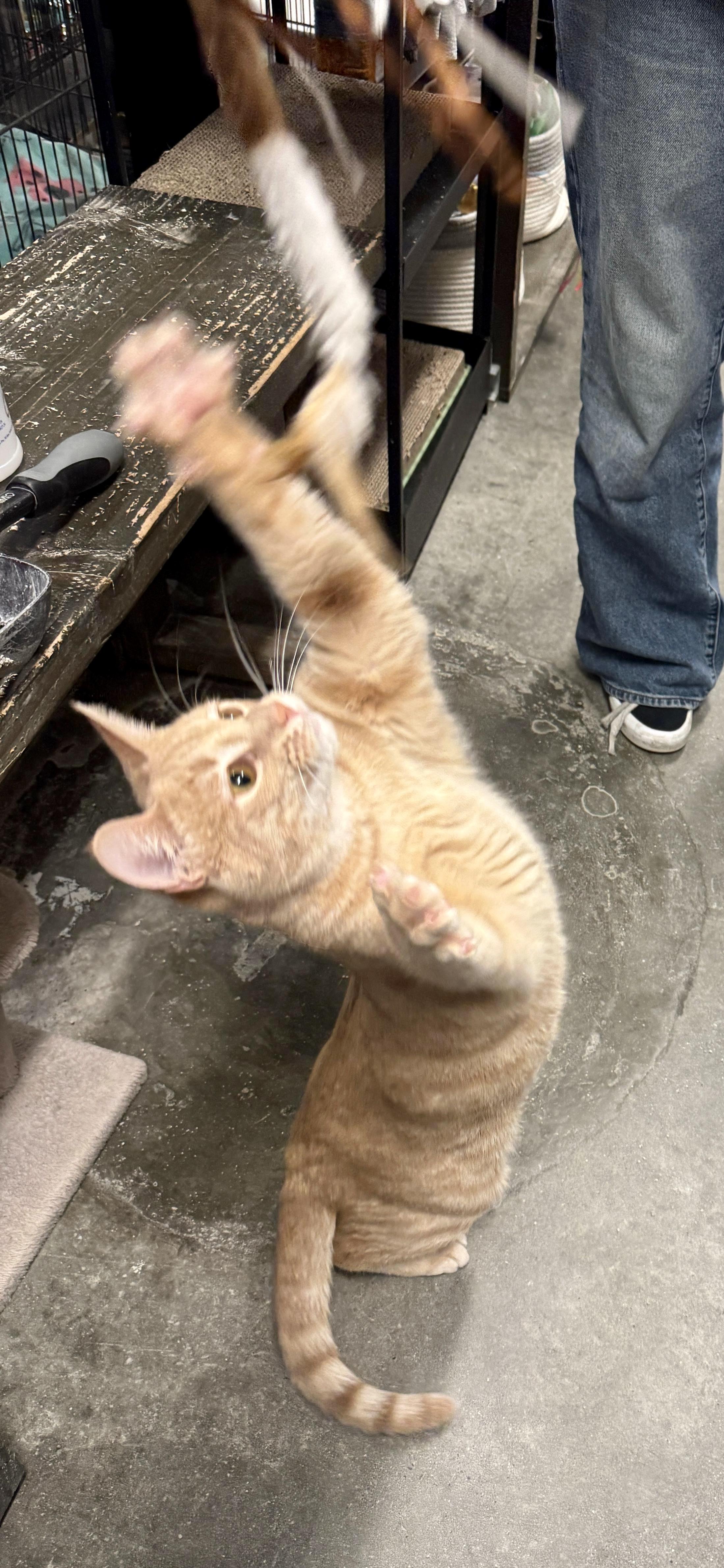 Malachite, a Adoptable Domestic Short Hair in San Juan Capistrano, CA image 3/5