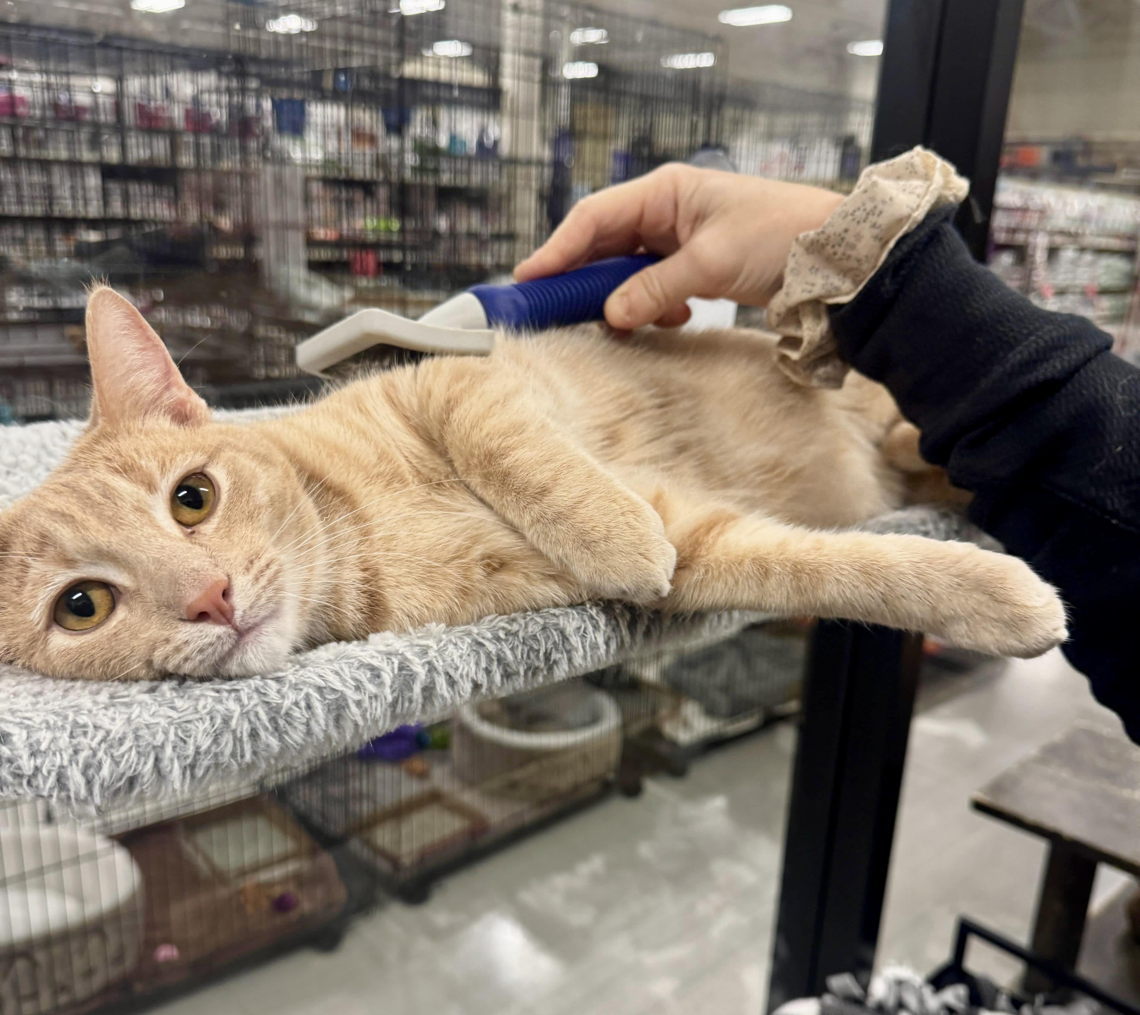 Malachite, a Adoptable Domestic Short Hair in San Juan Capistrano, CA image 4/5