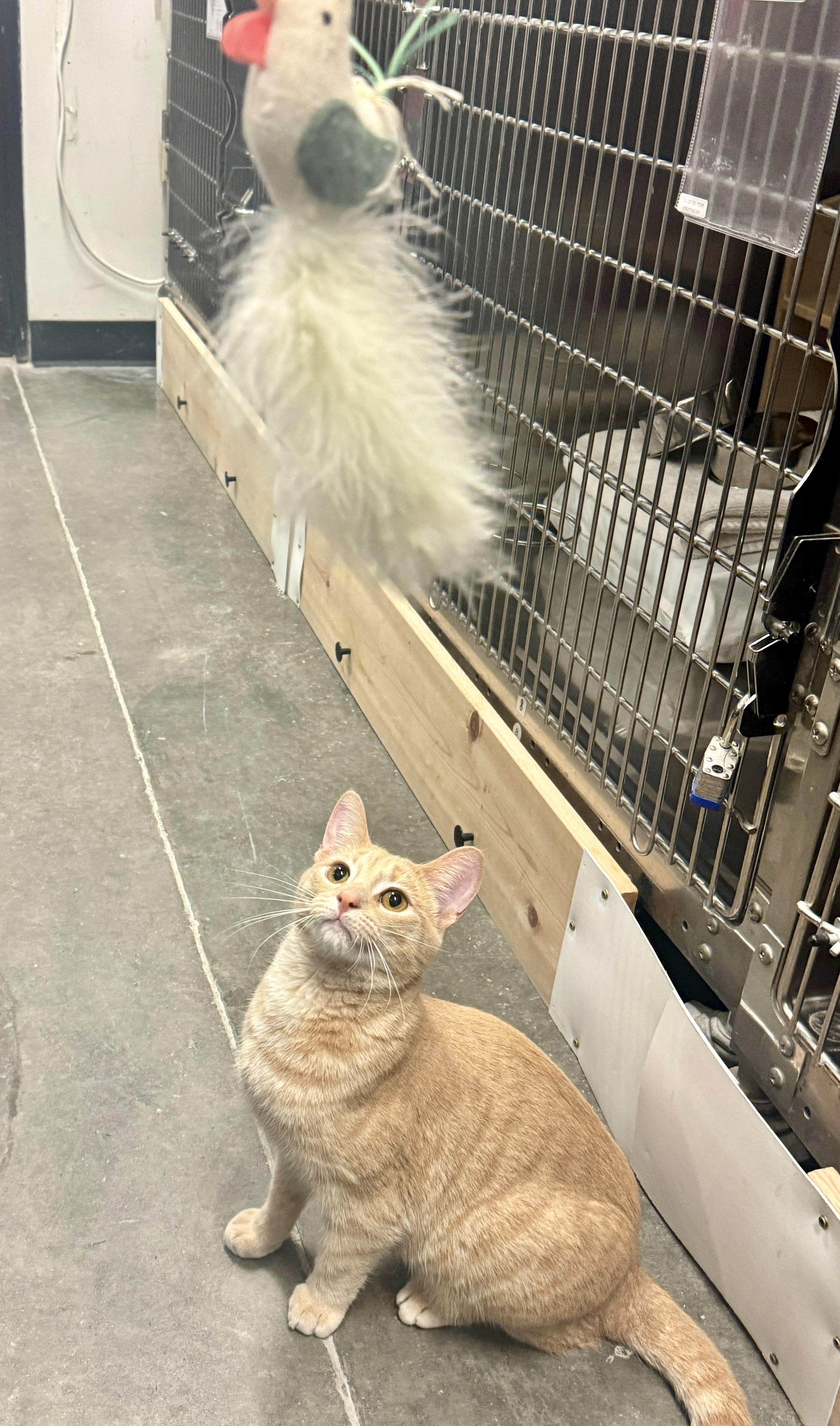 Malachite, a Adoptable Domestic Short Hair in San Juan Capistrano, CA image 2/5