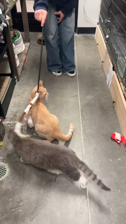 Enlarge Malachite, a Adoptable Domestic Short Hair in San Juan Capistrano, CA video 5/5