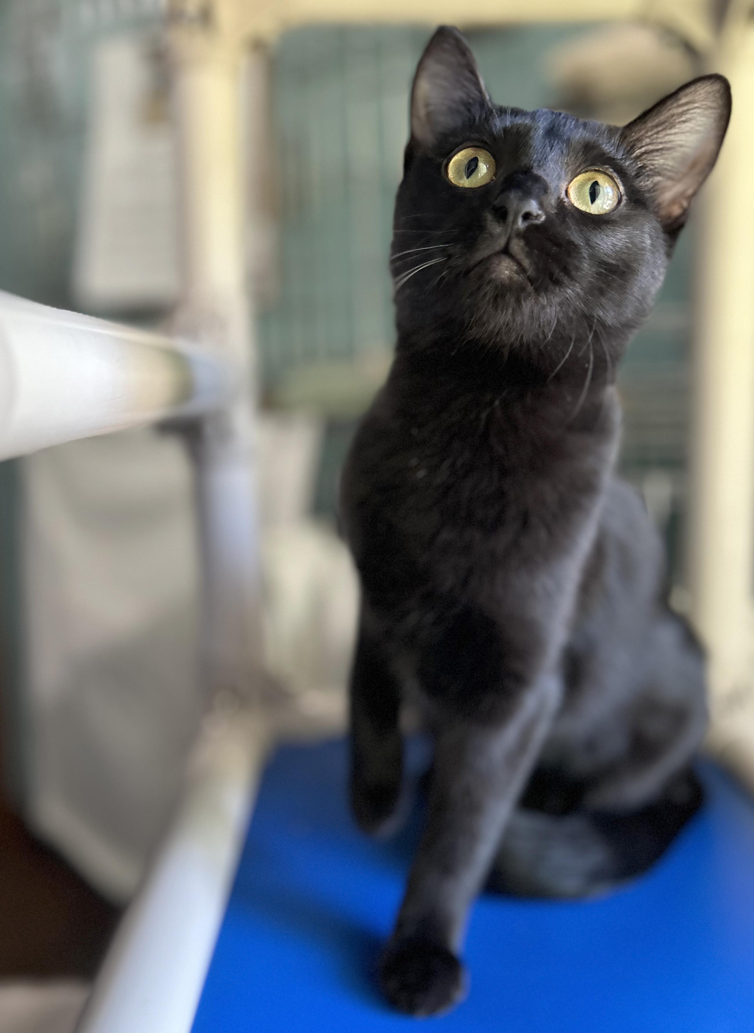 Enlarge Bunny, a Adoptable Domestic Short Hair in Parkville, MO image 2/6