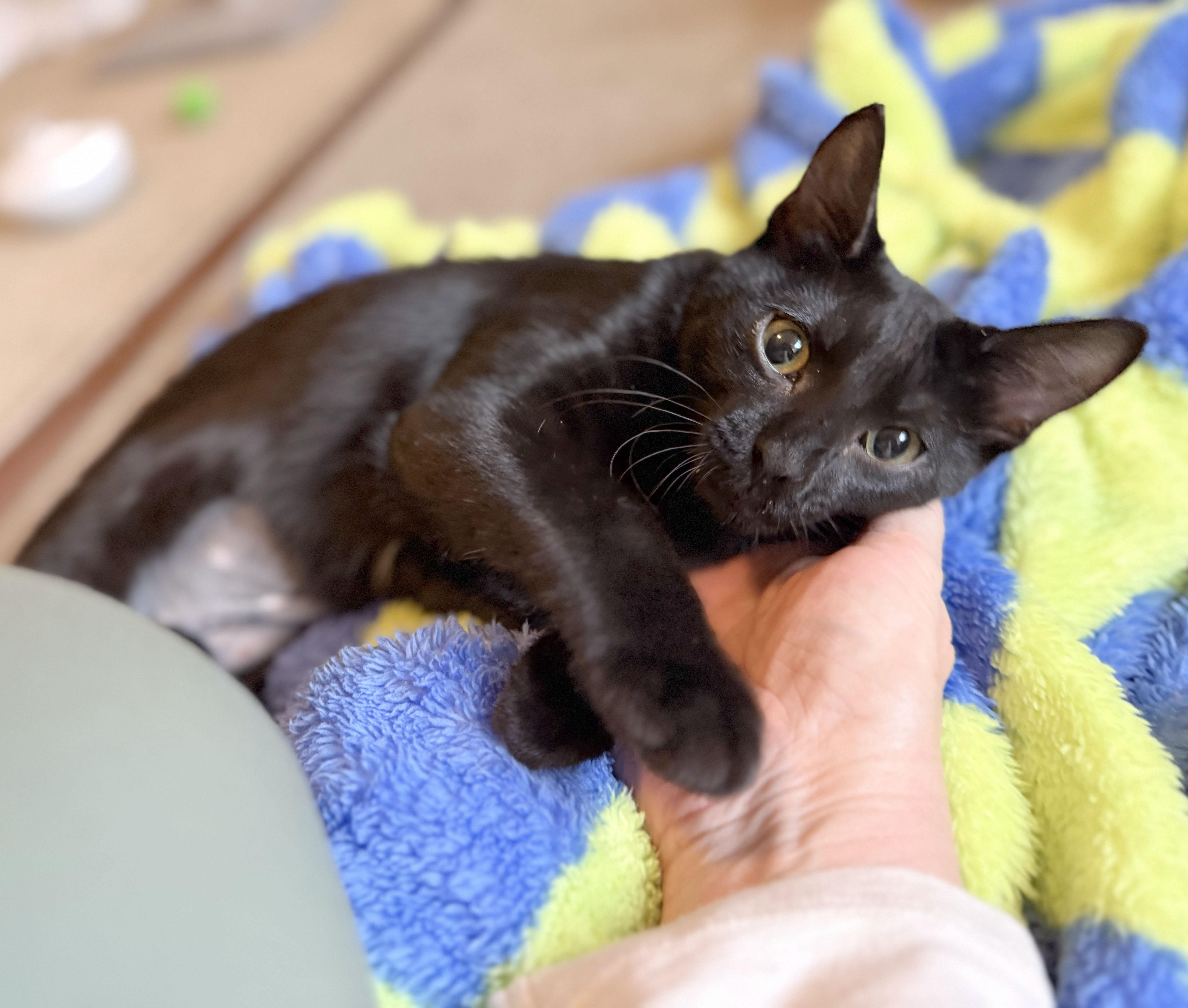 Enlarge Bunny, a Adoptable Domestic Short Hair in Parkville, MO image 5/6