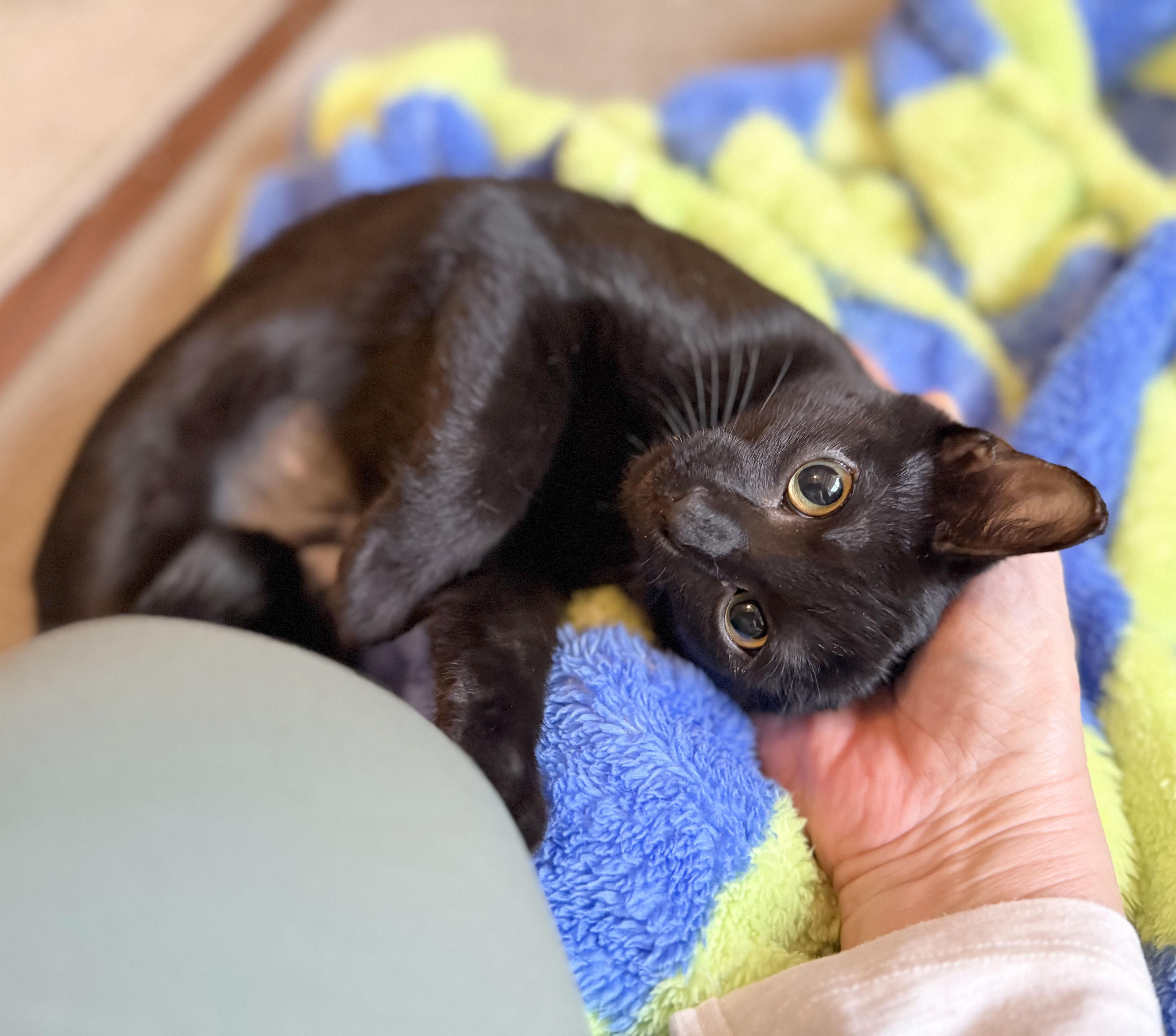 Enlarge Bunny, a Adoptable Domestic Short Hair in Parkville, MO image 4/6
