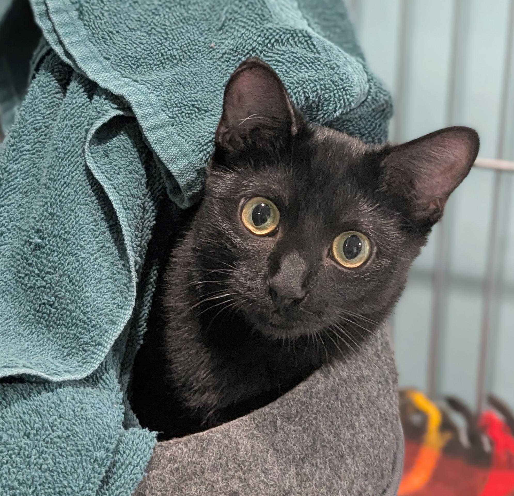 Enlarge Bunny, a Adoptable Domestic Short Hair in Parkville, MO image 1/6