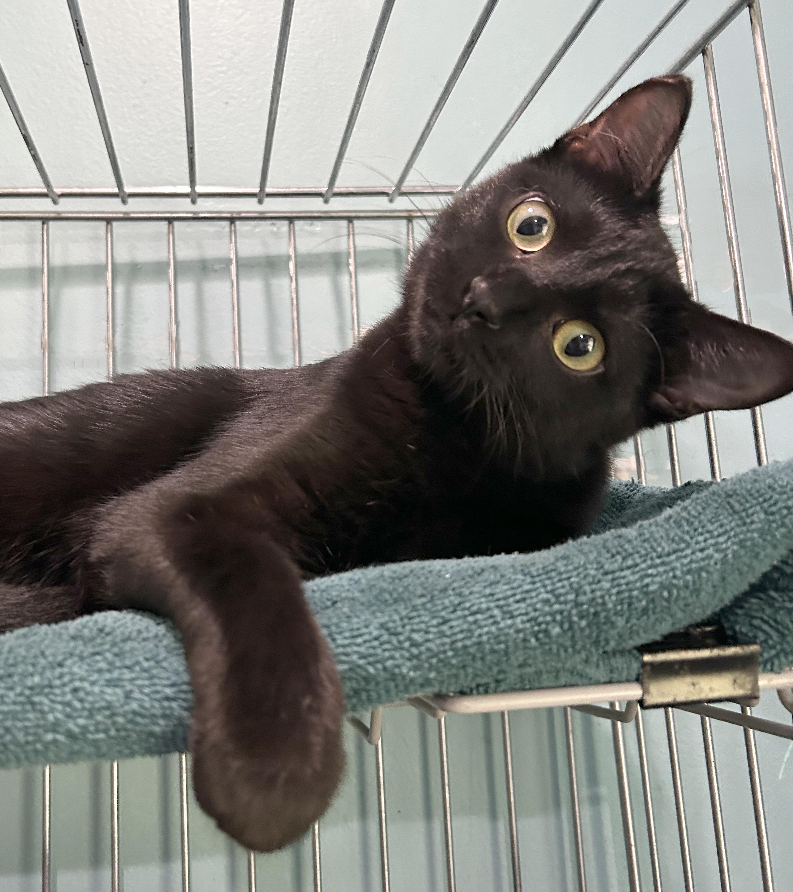 Enlarge Bunny, a Adoptable Domestic Short Hair in Parkville, MO image 3/6