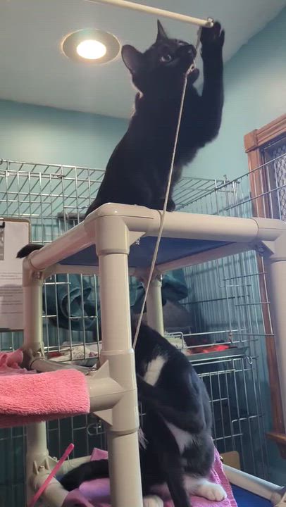 Enlarge Bunny, a Adoptable Domestic Short Hair in Parkville, MO video 6/6