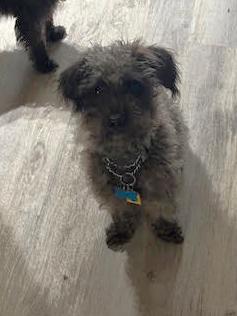 Kenicke, Adoptable, Adult Male Schnauzer.