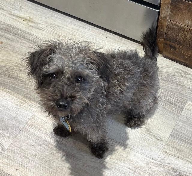 Enlarge Kenicke, a Adoptable mixed breed in Plymouth, MN image 2/4