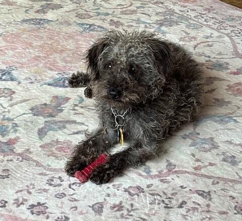 Enlarge Kenicke, a Adoptable mixed breed in Plymouth, MN image 3/4