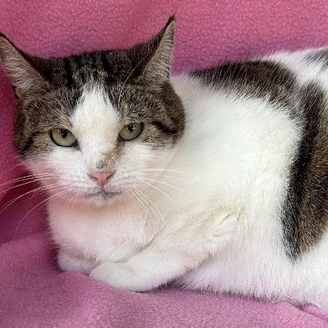 Enlarge Evangeline, a Adoptable Domestic Short Hair in Concord, NH image 1/1
