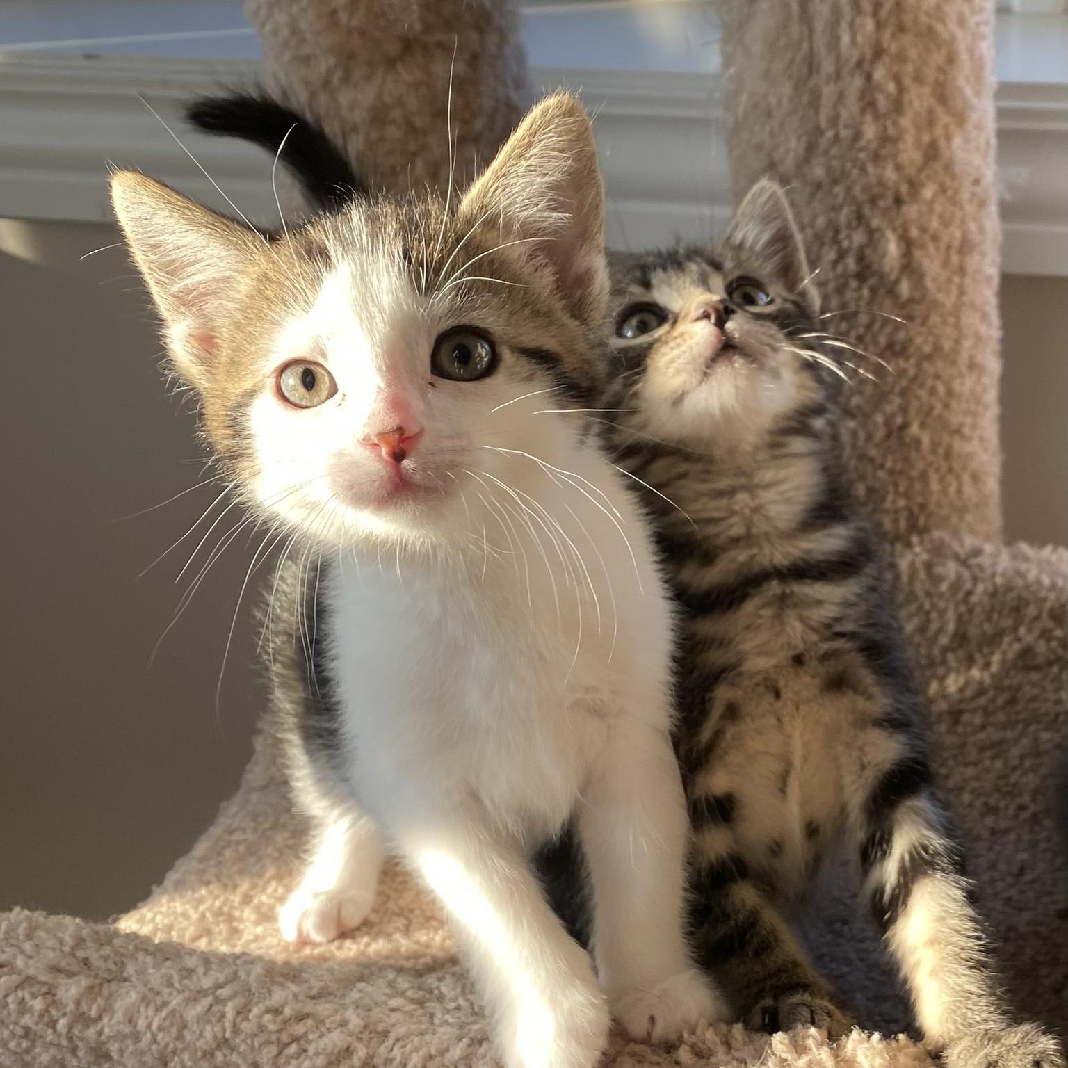 Tommy Pickles - One of The Rugrats!, Baby Male Domestic Short Hair