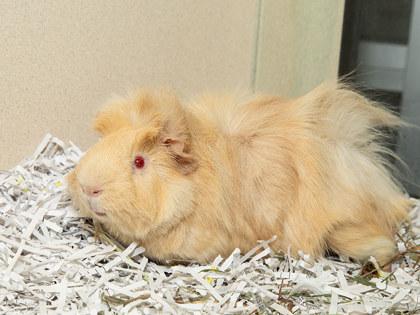 Enlarge Milk, a Adoptable mixed breed in Longmont, CO image 1/2