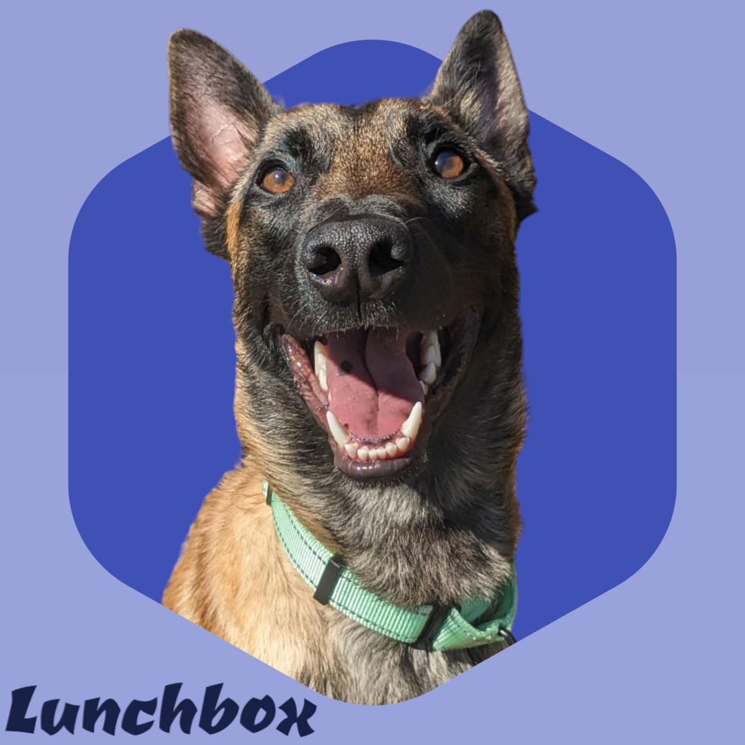 Lunchbox thumbnail 1