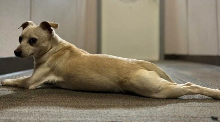 Enlarge Hemingway, a Adoptable Chihuahua in Wakefield, RI image 1/3