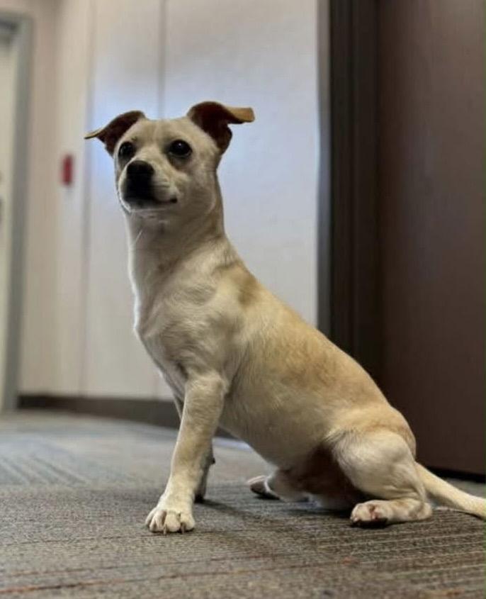 Enlarge Hemingway, a Adoptable Chihuahua in Wakefield, RI image 2/3