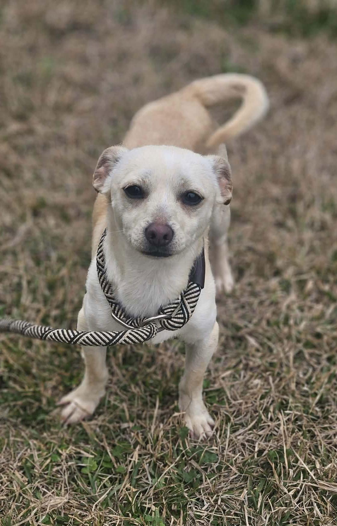 Enlarge Hemingway, a Adoptable Chihuahua in Wakefield, RI image 3/3