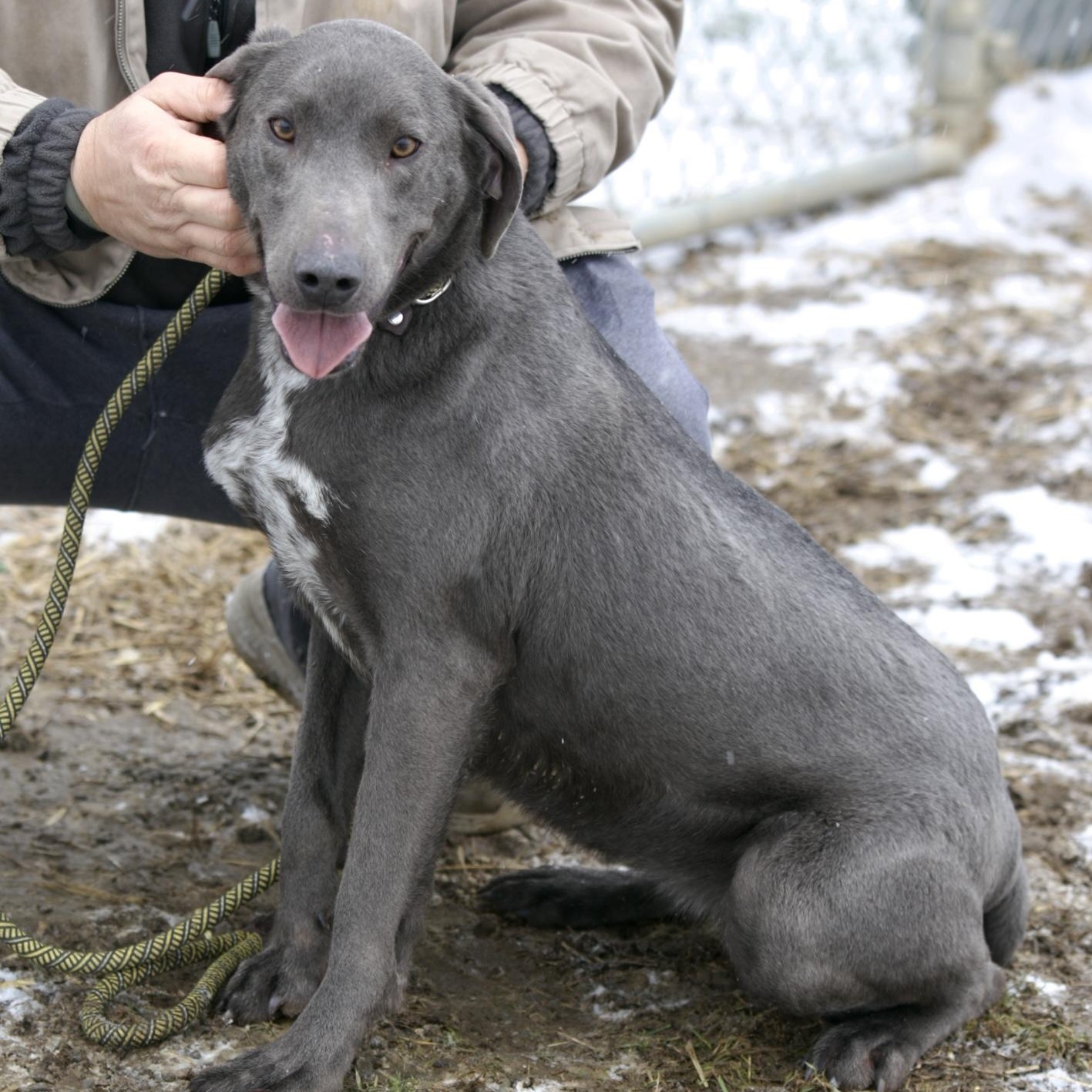 Blue, adopted, Adult Female Weimaraner & Great Dane.