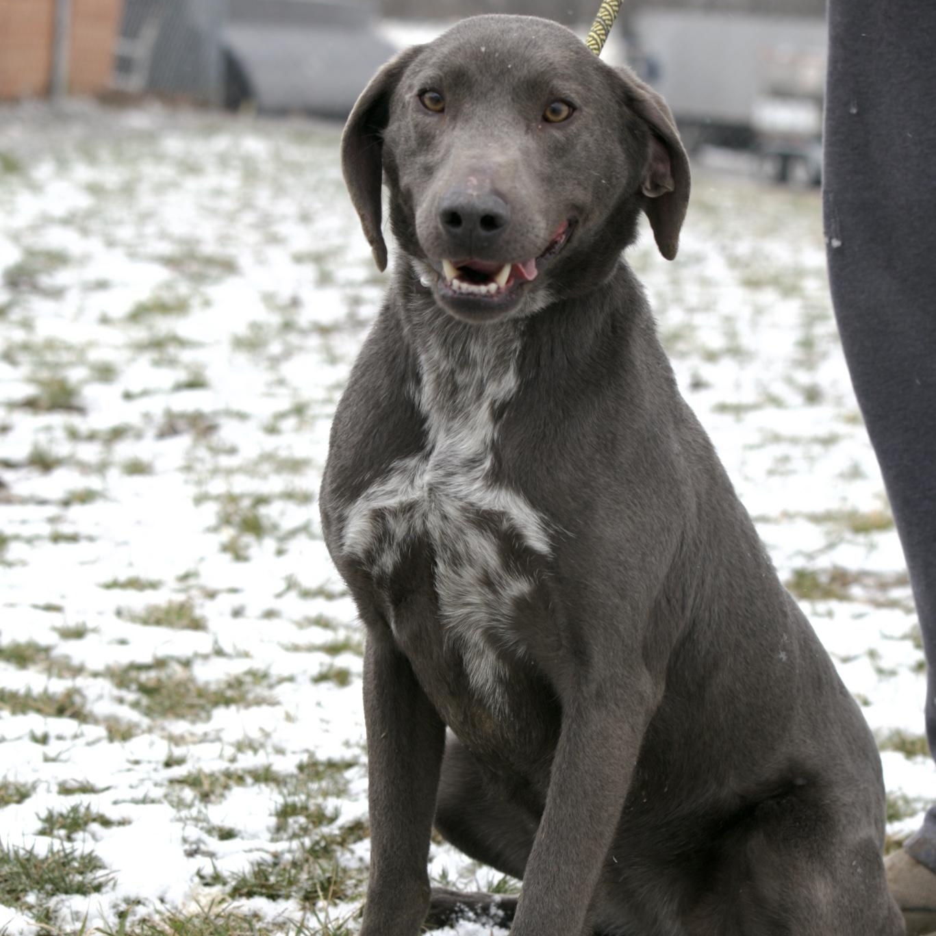 Enlarge Blue, an adopted mixed breed in Mount Sterling, KY image 2/2