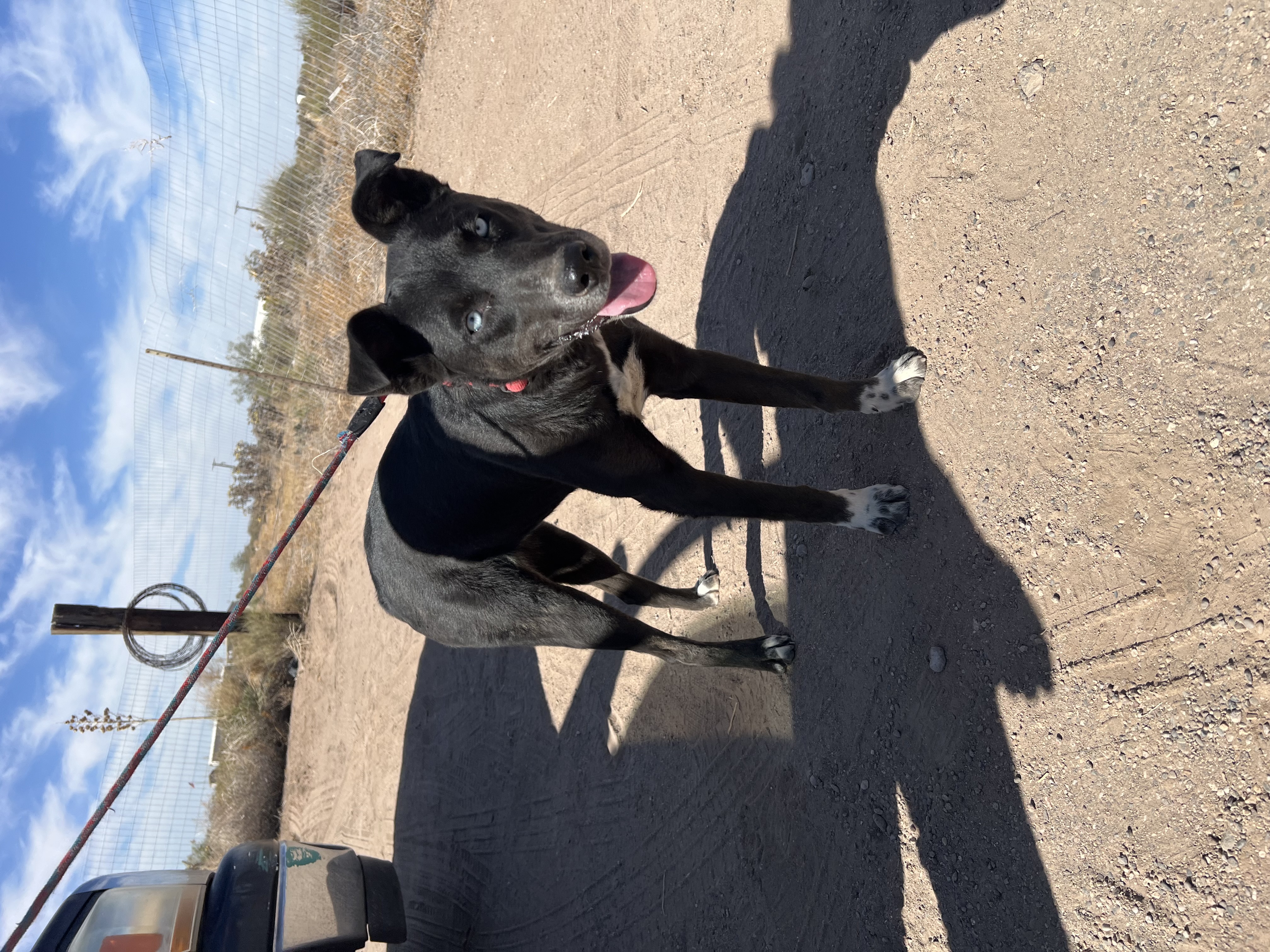 Athena, a Adoptable mixed breed in Deming, NM image 1/2