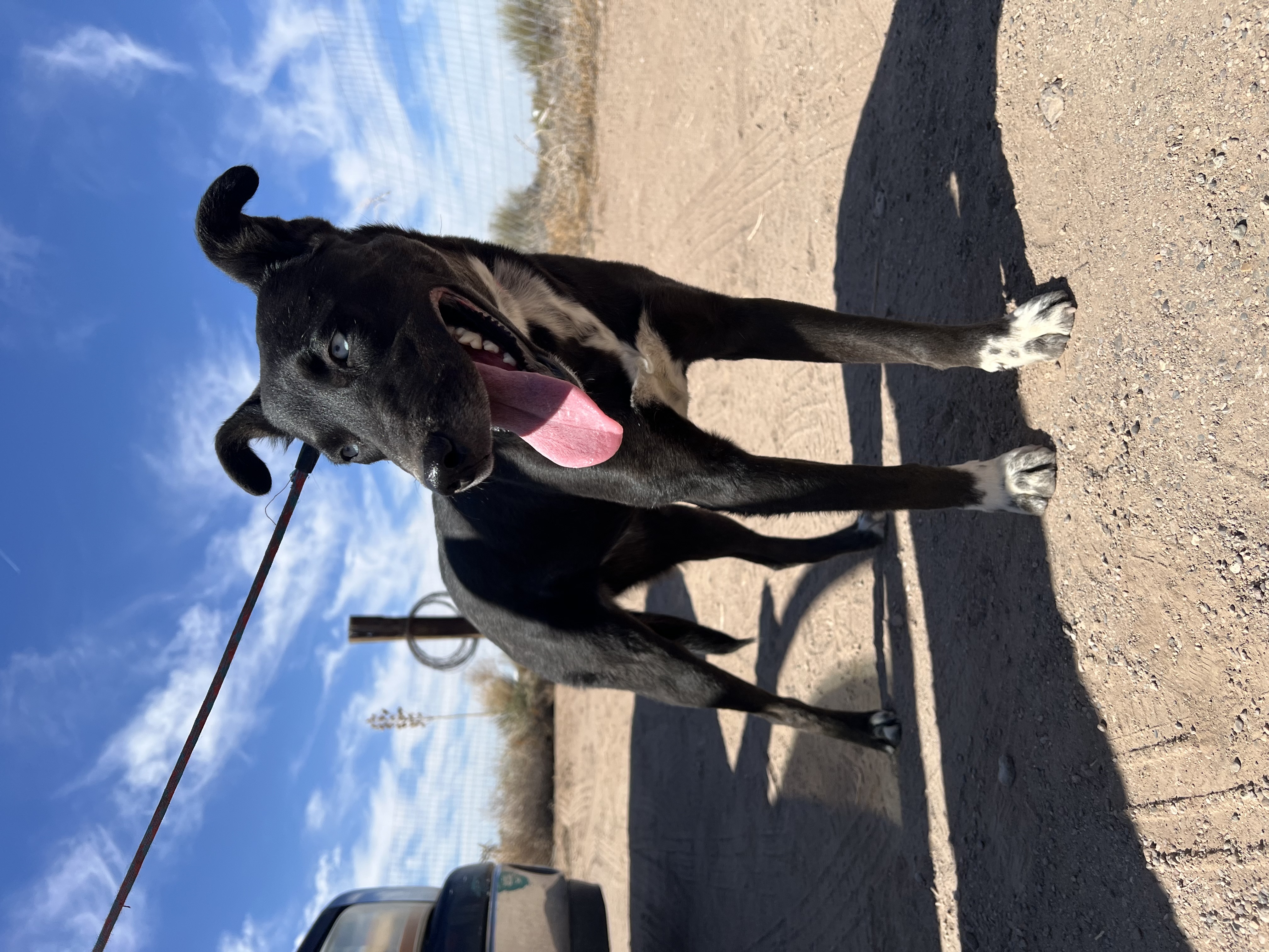 Athena, a Adoptable mixed breed in Deming, NM image 2/2