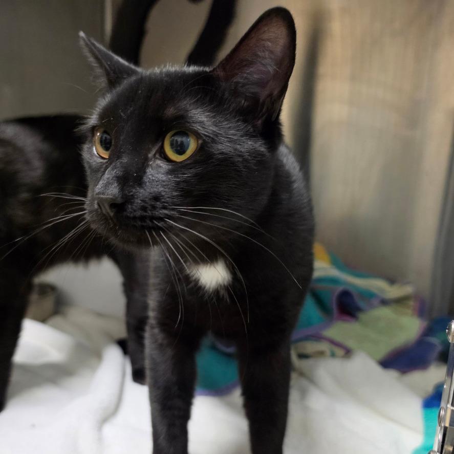 Tao (Lincoln 5), Adoptable, Young Male Domestic Short Hair.