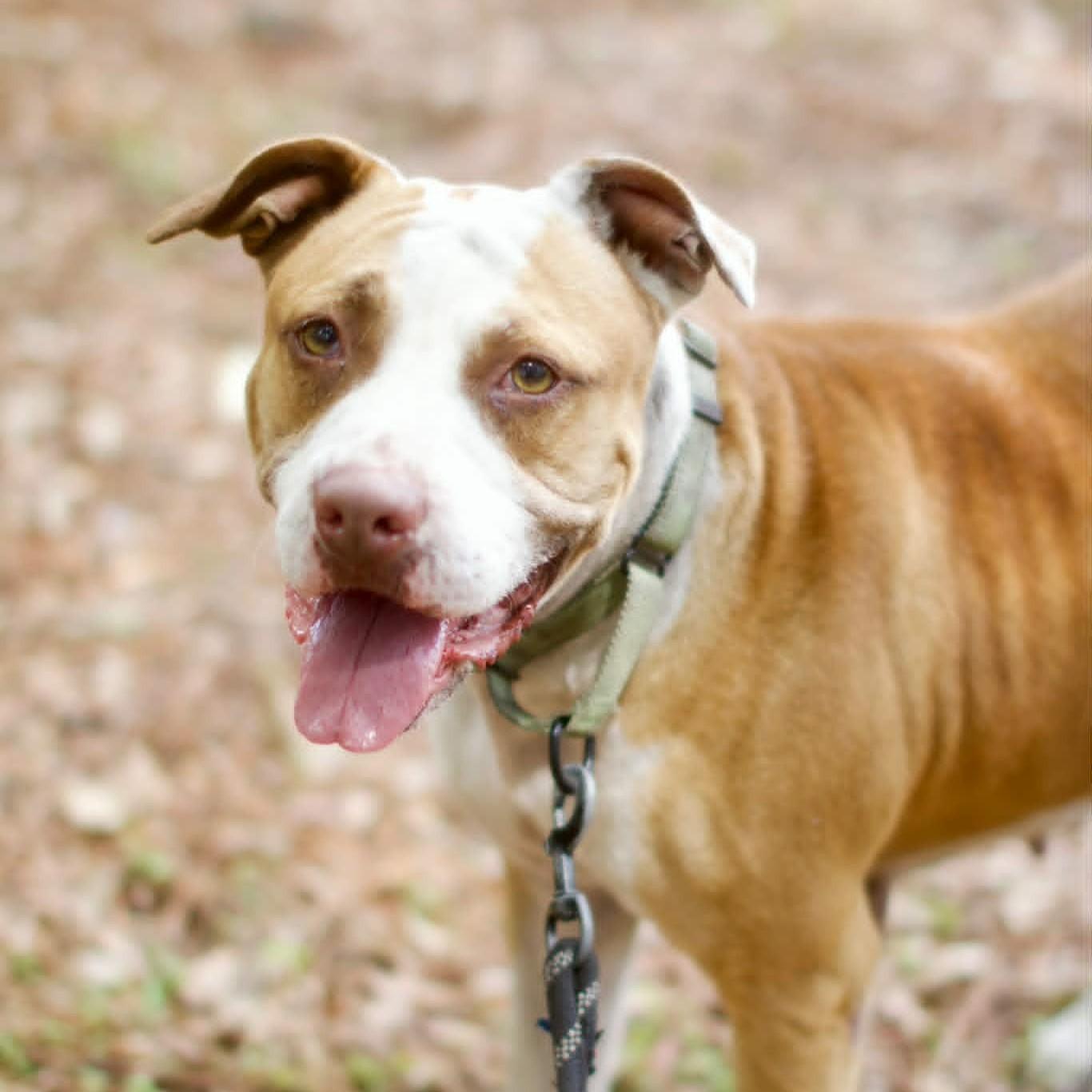 Rosie, ADOPTABLE, Adult Female Terrier.