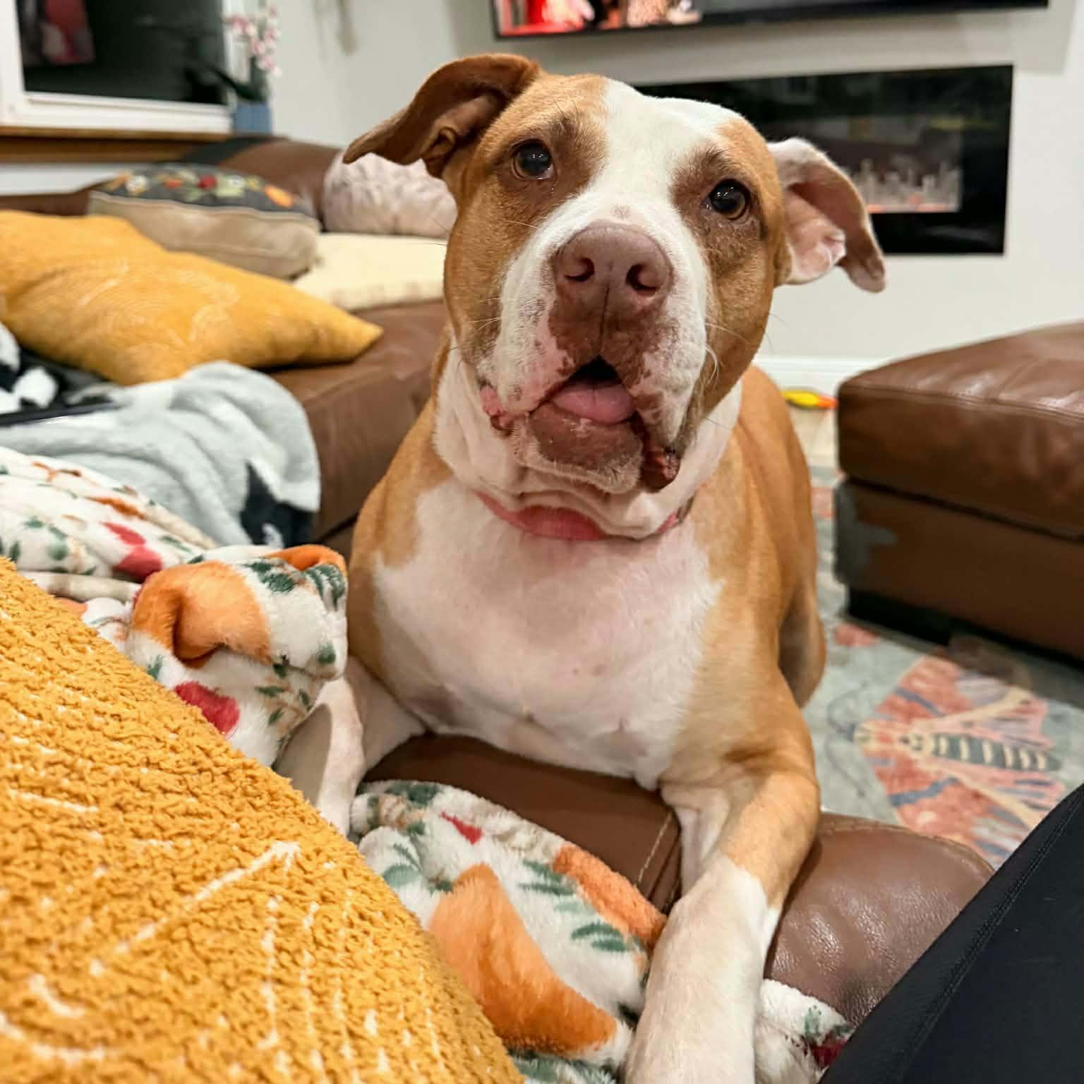Rosie (SPONSORED), Adoptable, Adult Female Terrier.