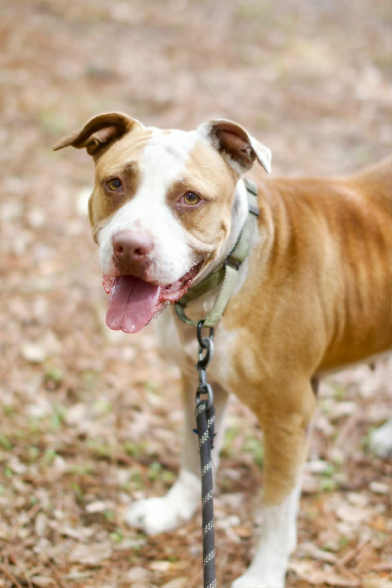 Enlarge Rosie, a ADOPTABLE mixed breed in Umatilla, FL image 3/5
