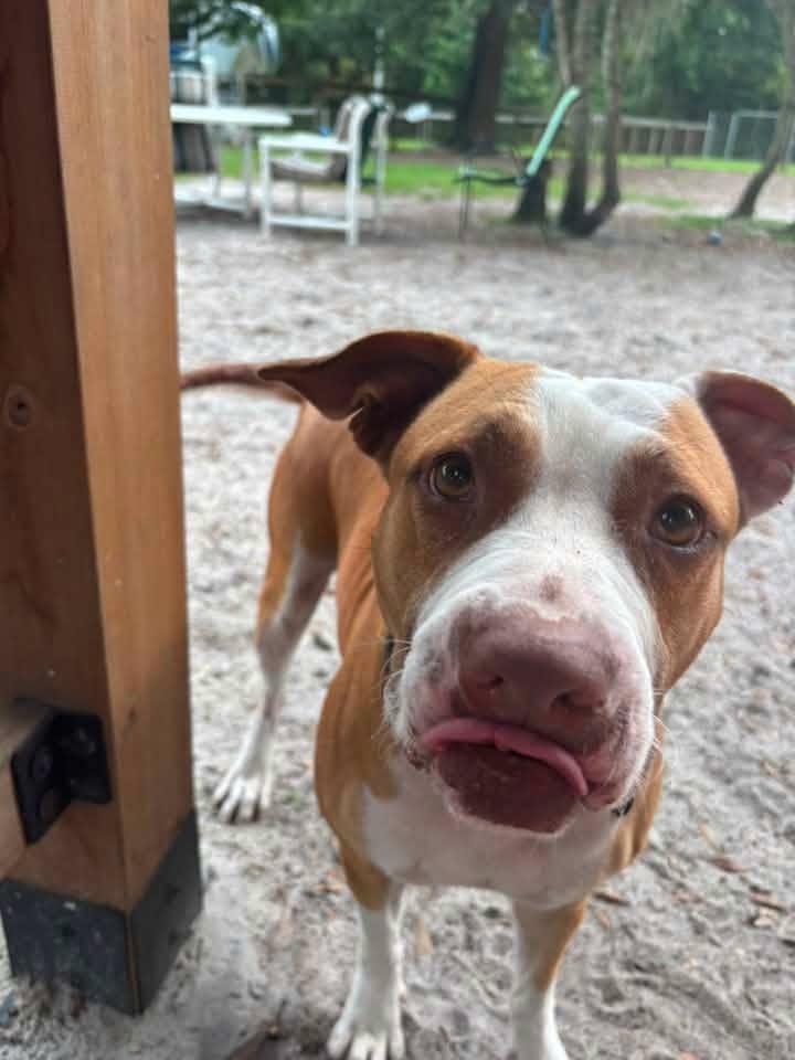 Enlarge Rosie (SPONSORED), a Adoptable mixed breed in Umatilla, FL image 5/6