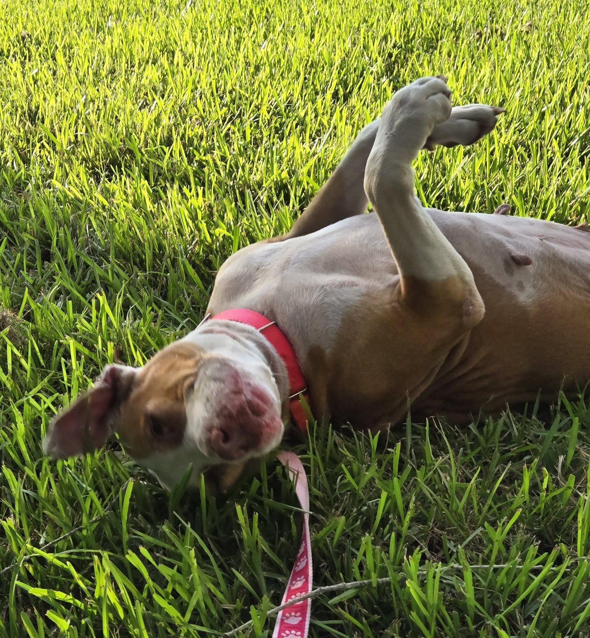 Enlarge Rosie, a ADOPTABLE mixed breed in Umatilla, FL image 4/5
