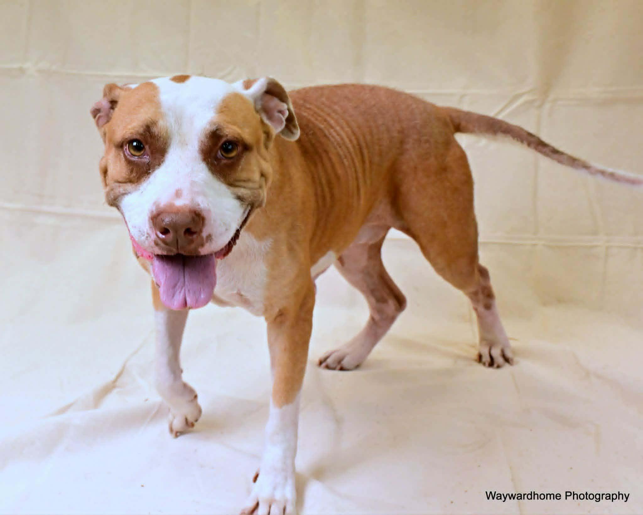 Enlarge Rosie, a ADOPTABLE mixed breed in Umatilla, FL image 2/5