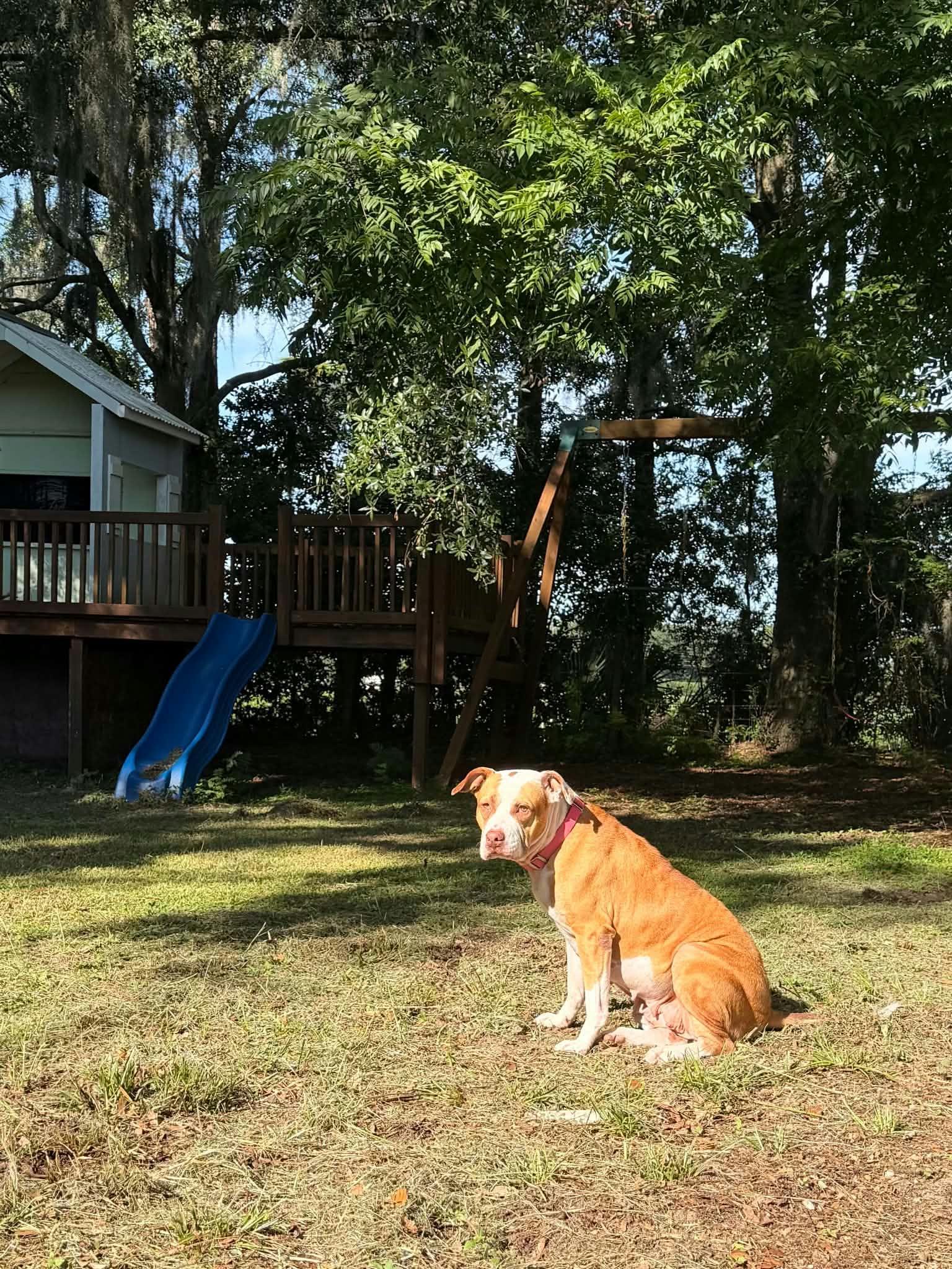 Enlarge Rosie (SPONSORED), a Adoptable mixed breed in Umatilla, FL image 6/6