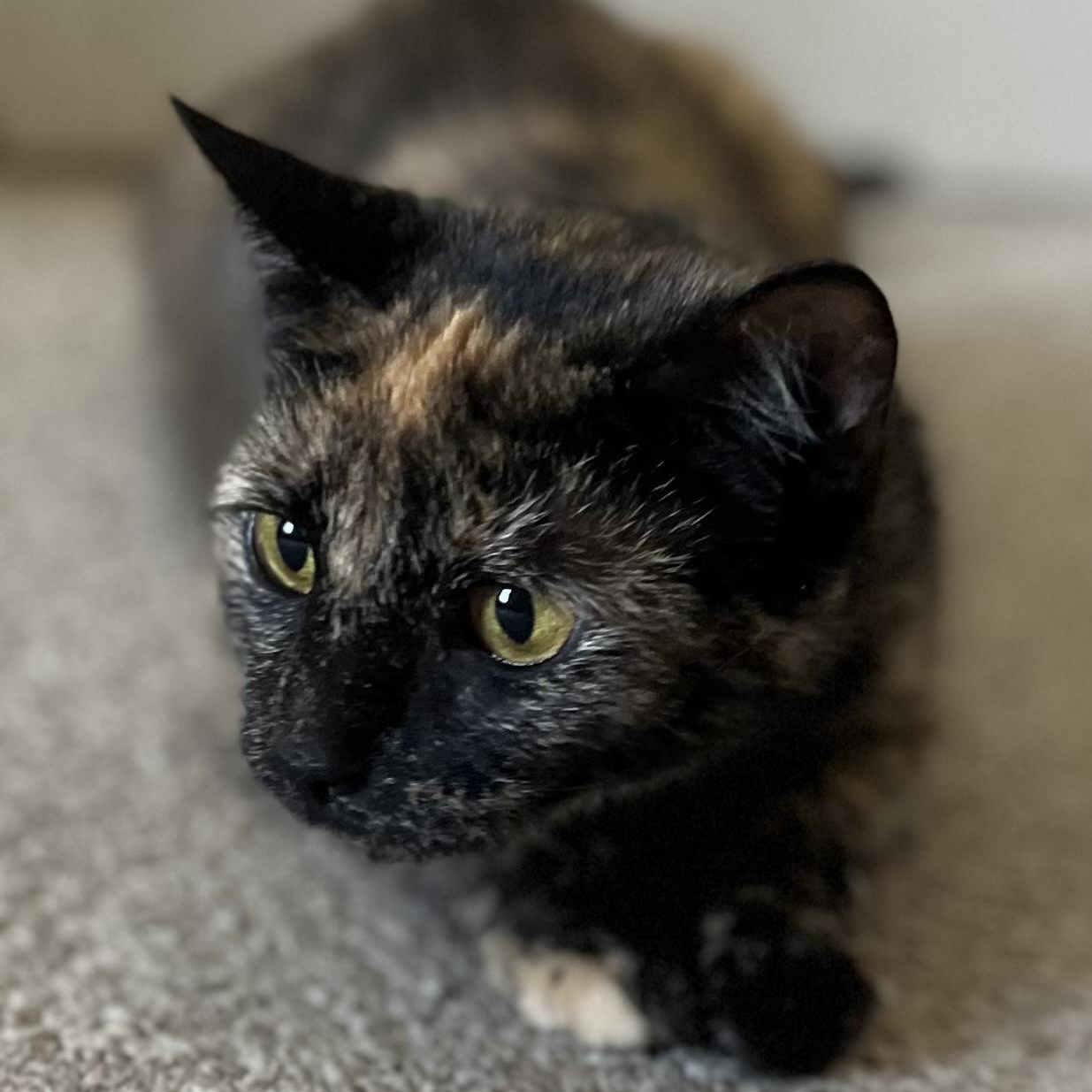 Pecan, Adopted, Adult Female Tortoiseshell.