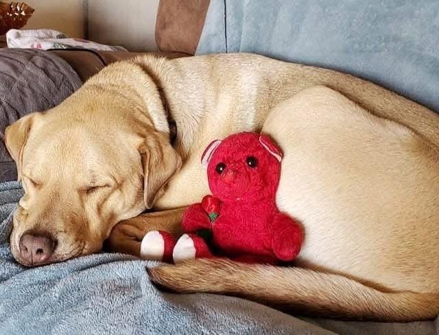 Ryder, Adoptable, Adult Male Labrador Retriever.