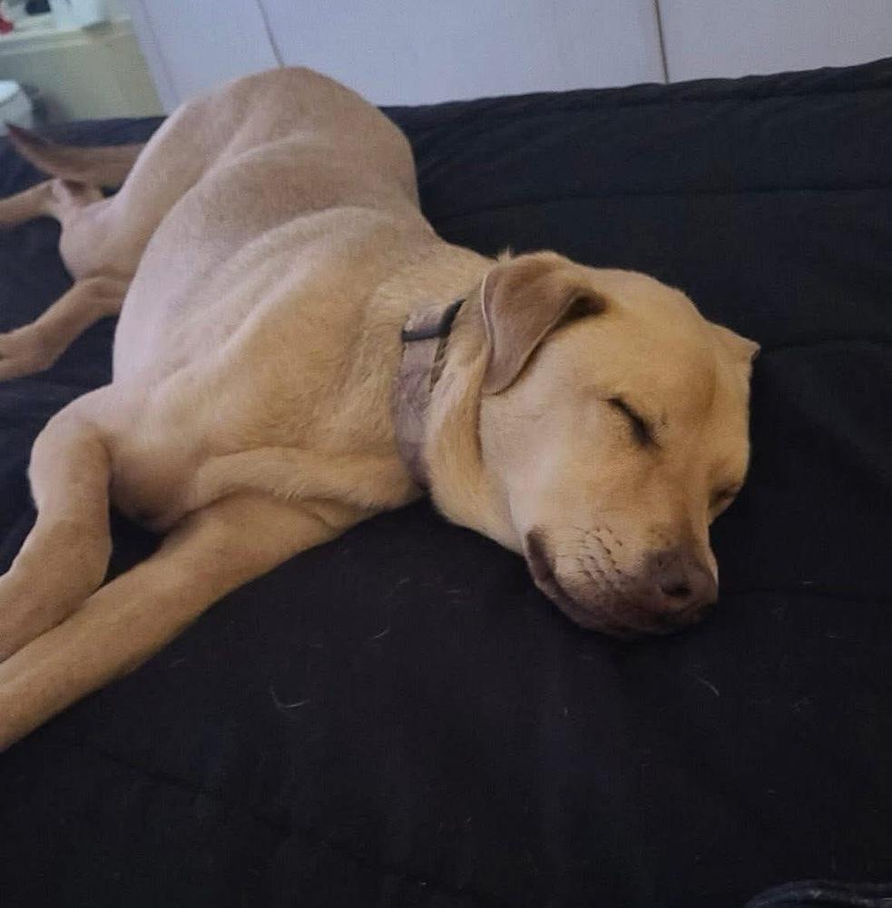 Enlarge Ryder, a Adoptable mixed breed in Shawnee, OK image 2/3