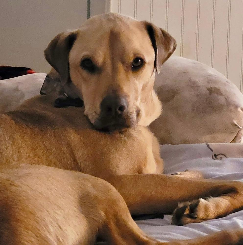 Enlarge Ryder, a Adoptable mixed breed in Shawnee, OK image 3/3