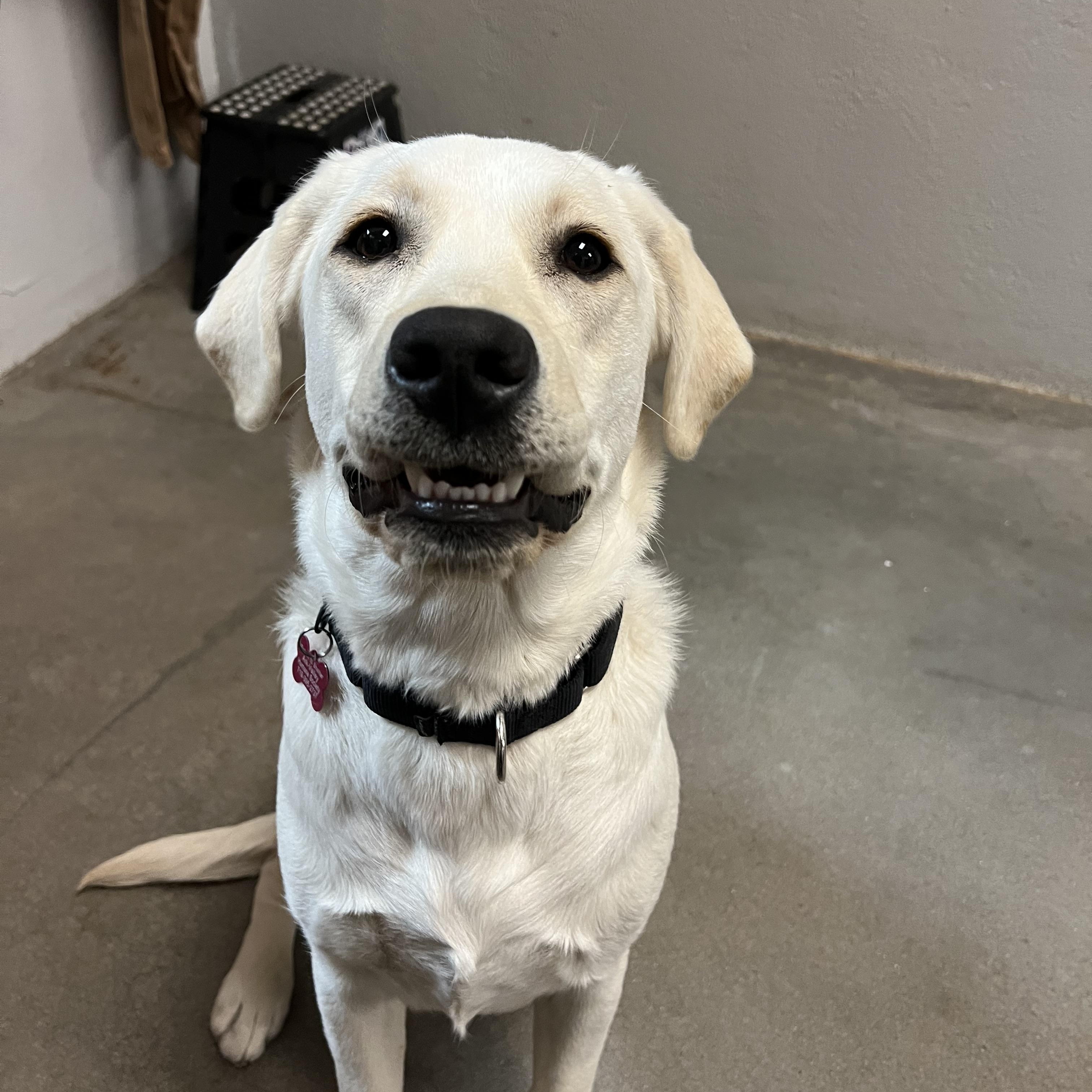 Enlarge Snowball, an adopted Yellow Labrador Retriever in Buena Vista, CO image 2/4
