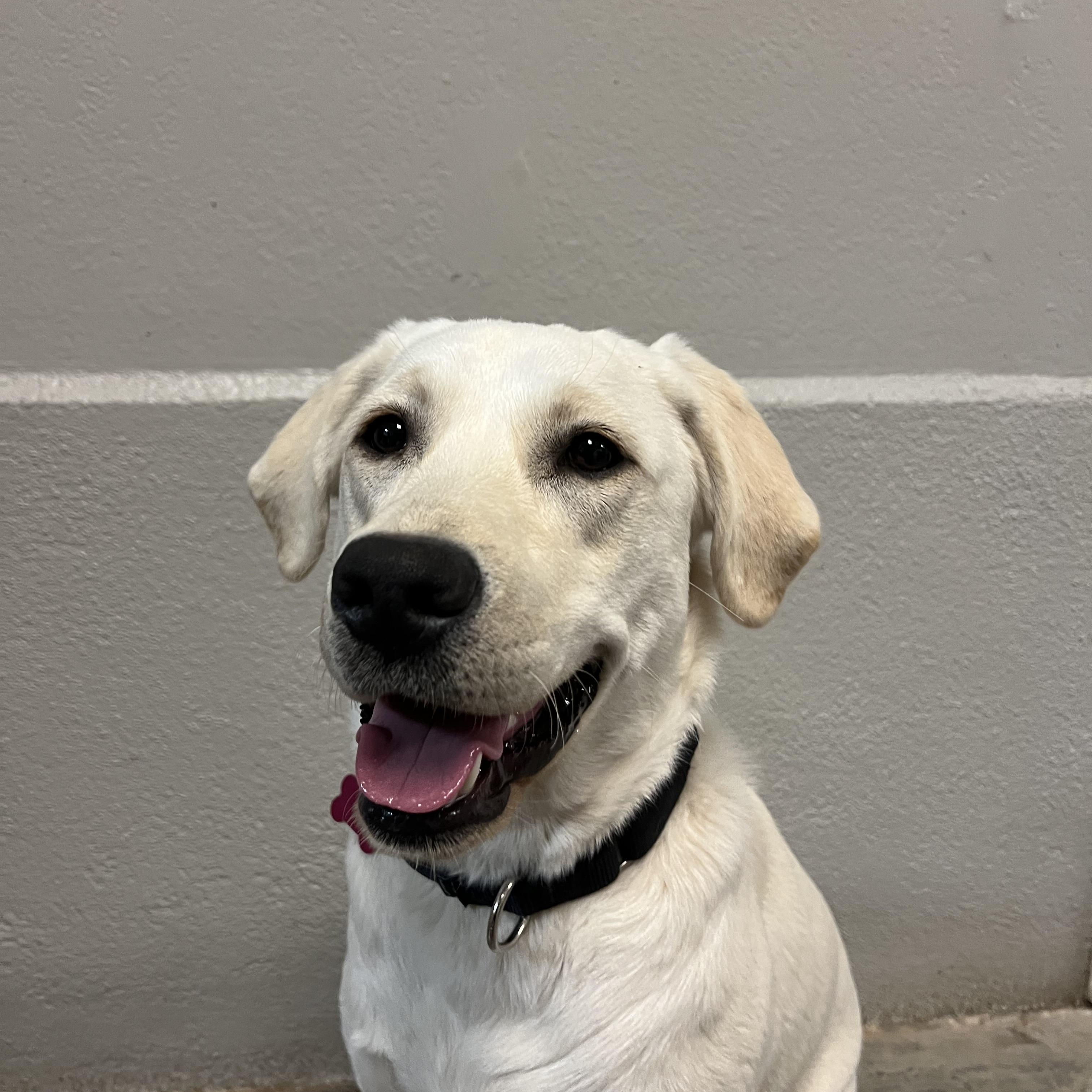 Enlarge Snowball, an adopted Yellow Labrador Retriever in Buena Vista, CO image 4/4