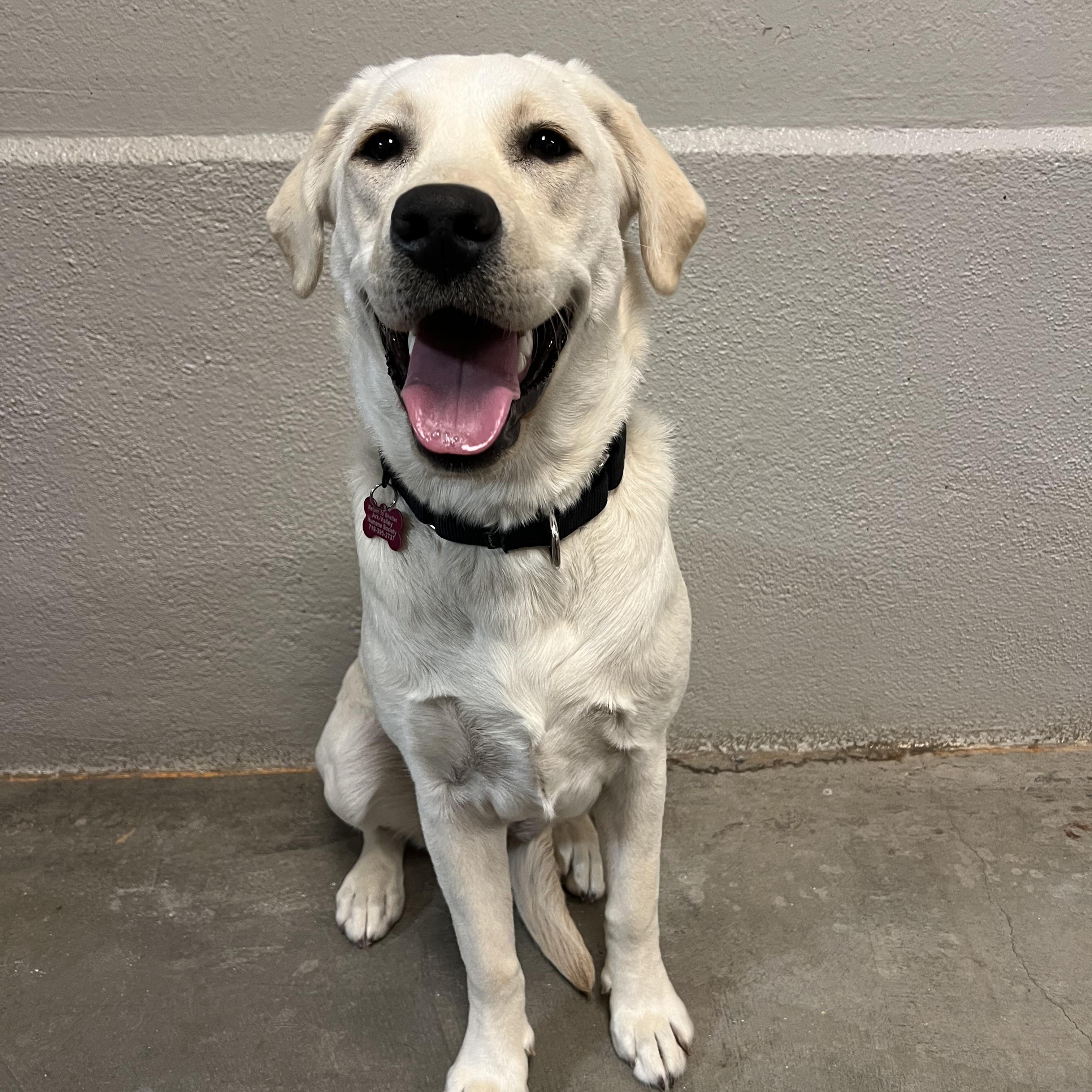 Snowball, adopted, Young Female Yellow Labrador Retriever.