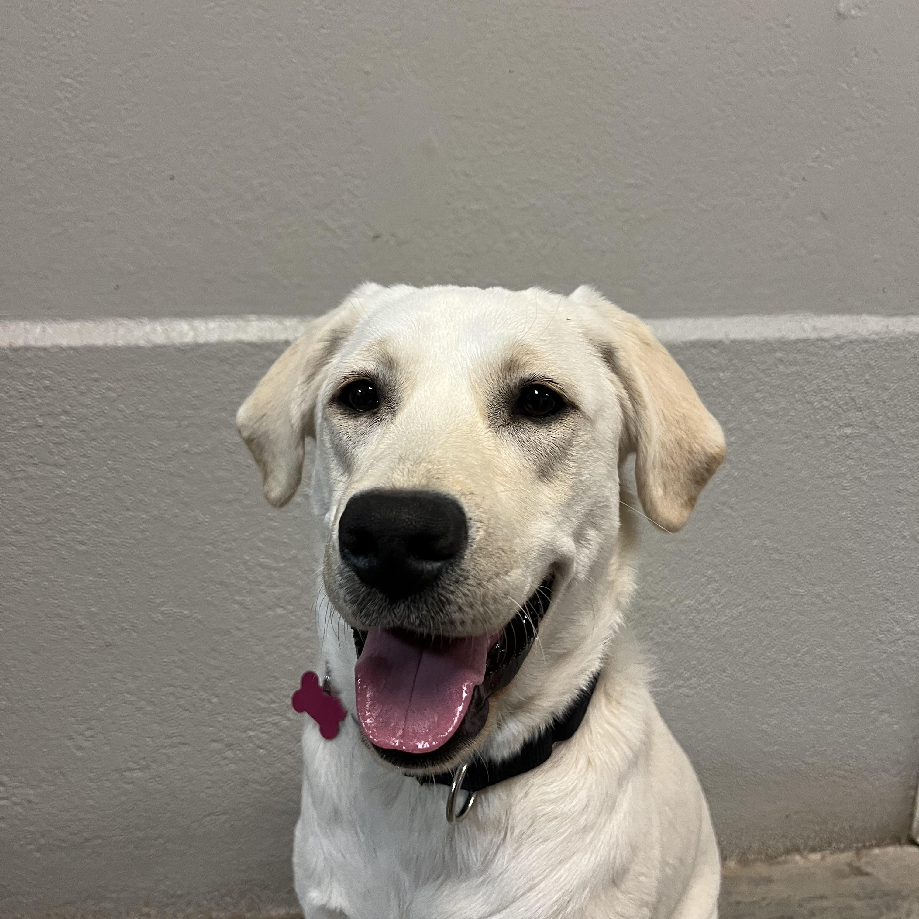 Enlarge Snowball, an adopted Yellow Labrador Retriever in Buena Vista, CO image 3/4